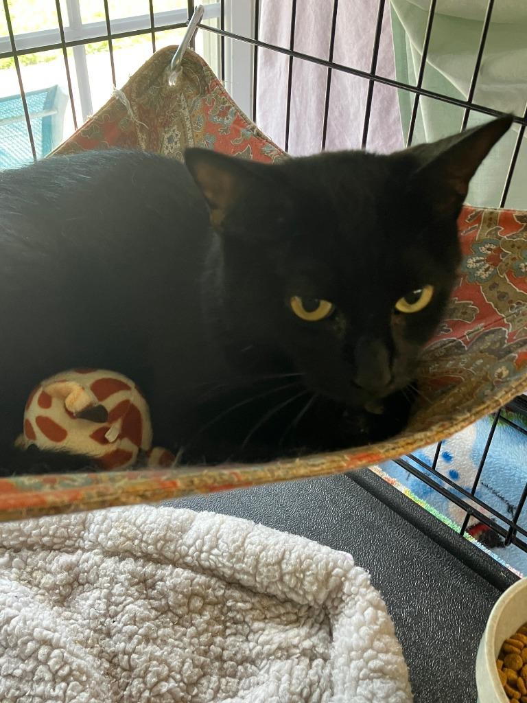 Enlarge Kathy, a Adoptable mixed breed in Lunenburg, MA image 2/2