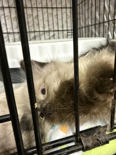 Enlarge Dirt Ball, a Adopted mixed breed in Fredericton, NB image 6/6