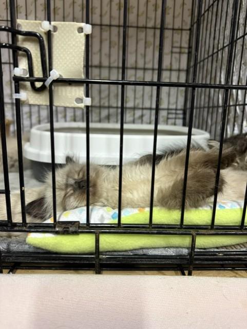 Enlarge Dirt Ball, a Adopted mixed breed in Fredericton, NB image 4/6