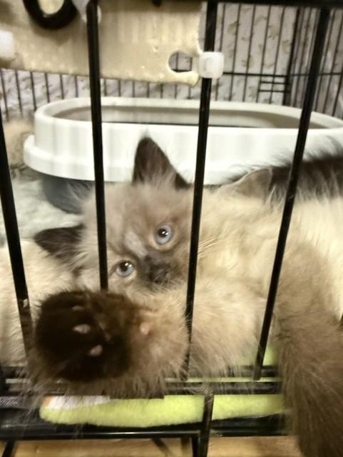 Dirt Ball, Adopted, Young Male Siamese & Domestic Long Hair.