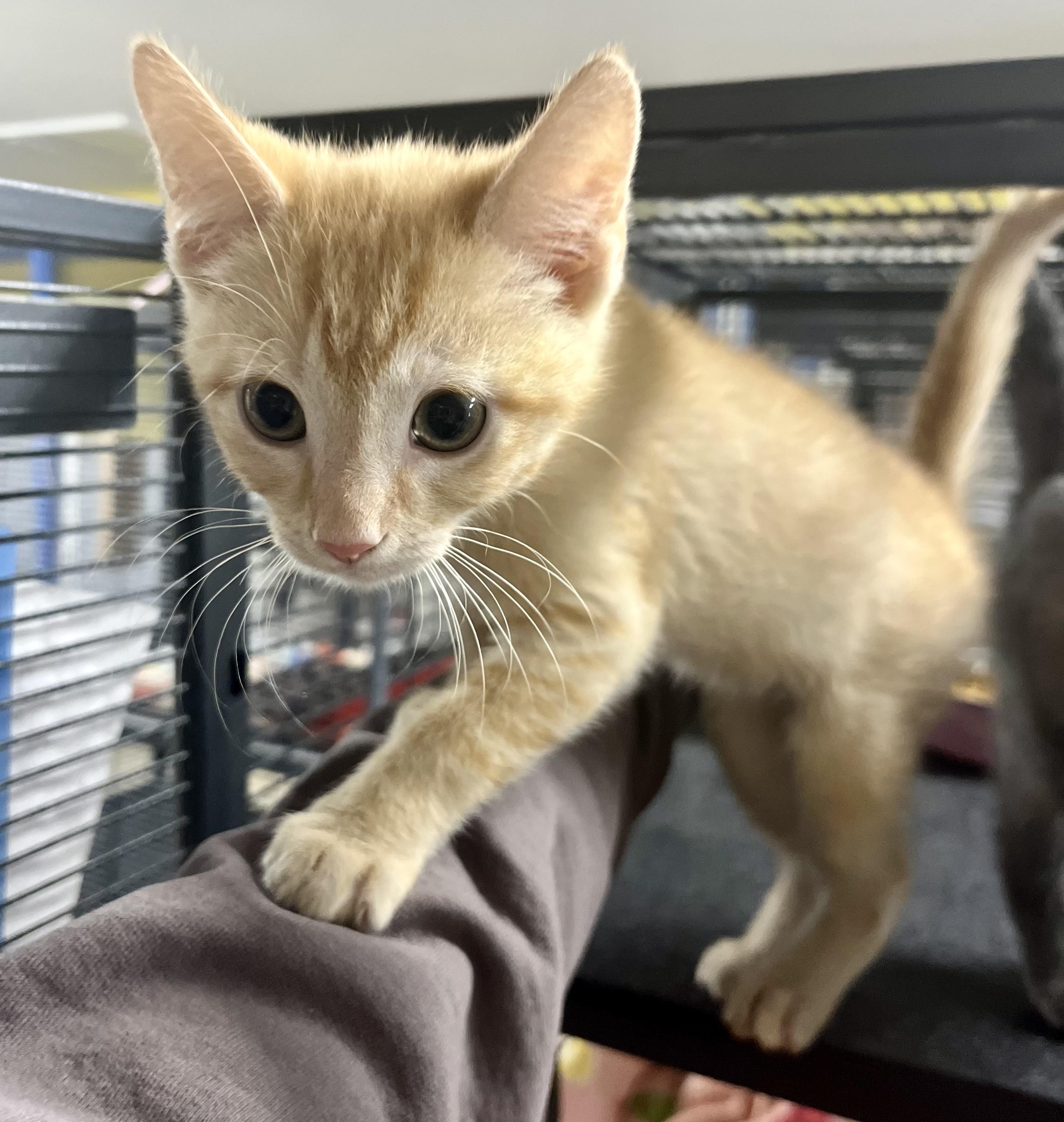 Stuffing thumbnail 2