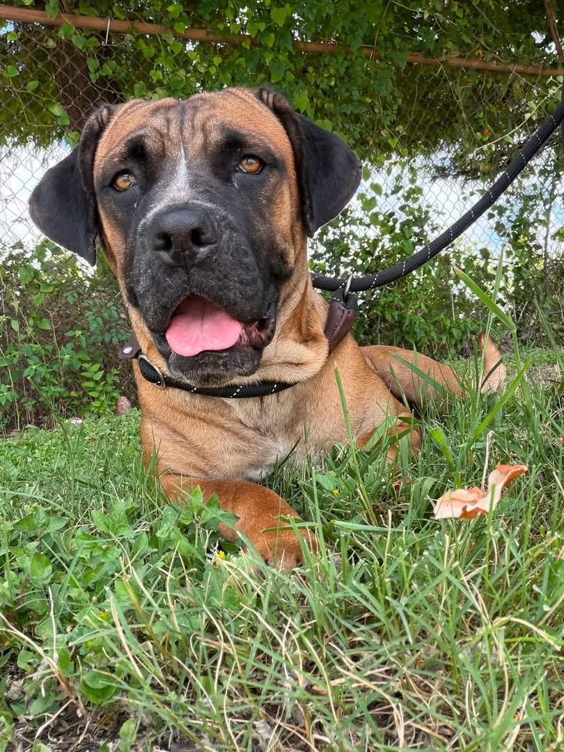 Enlarge Elsie, a Adoptable mixed breed in Riverdale, UT image 5/6