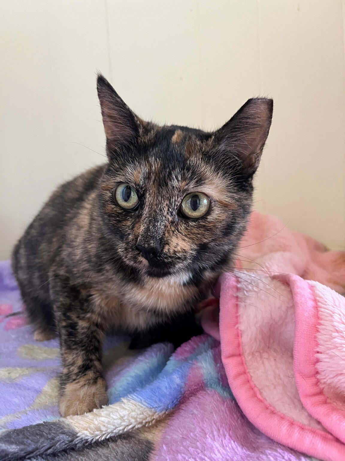 Enlarge Capri Sun, a Adoptable Domestic Short Hair in Baton Rouge, LA image 1/3