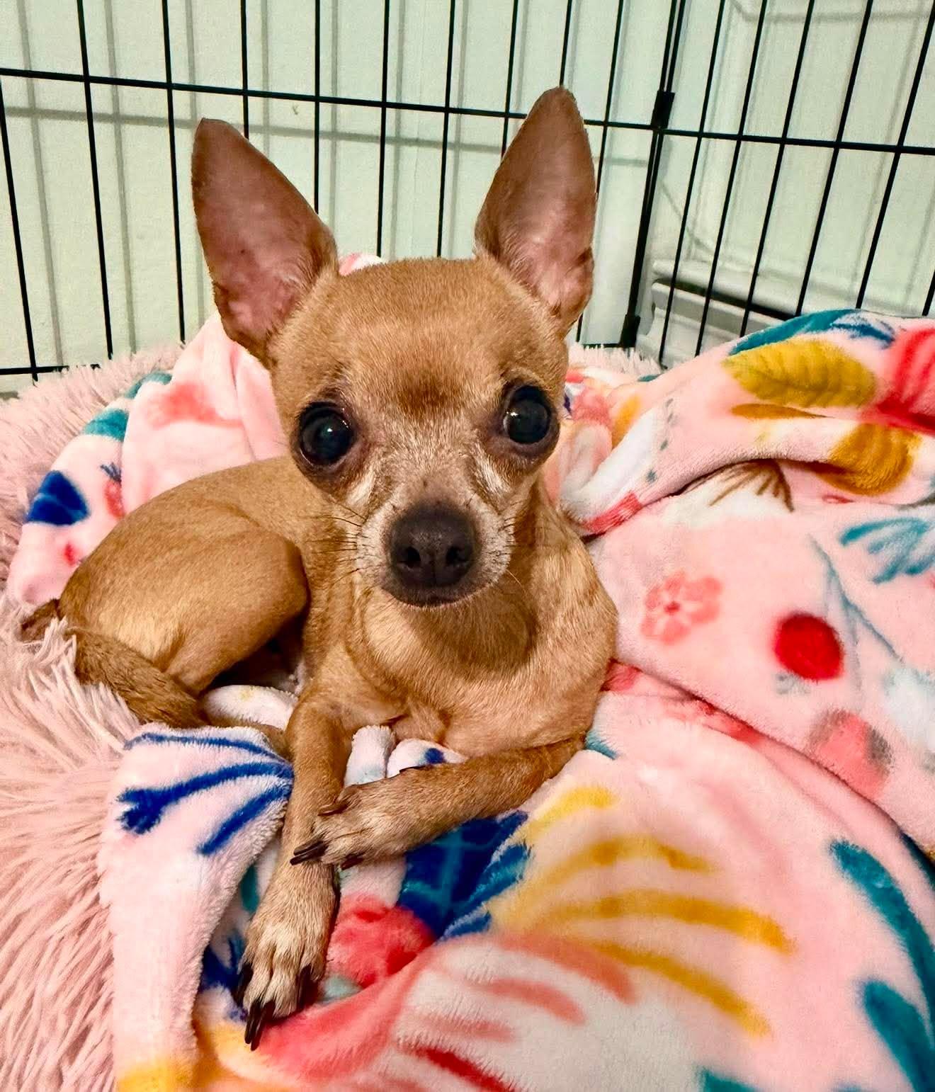 Enlarge Baby, an adopted mixed breed in Pelham, NH image 4/6