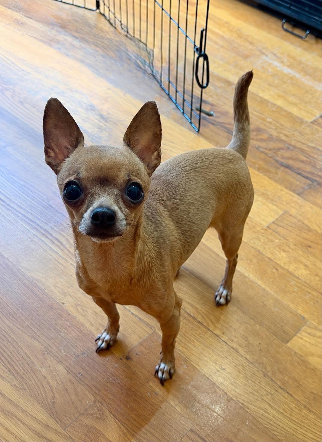 Enlarge Baby, an adopted mixed breed in Pelham, NH image 6/6