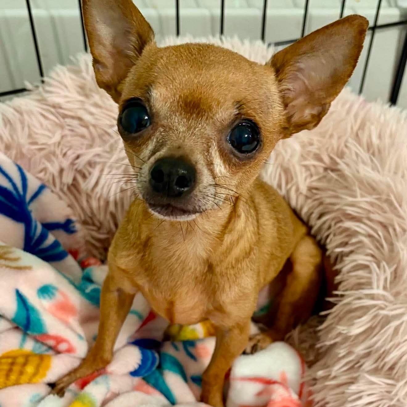 Baby, adopted, Senior Female Chihuahua.