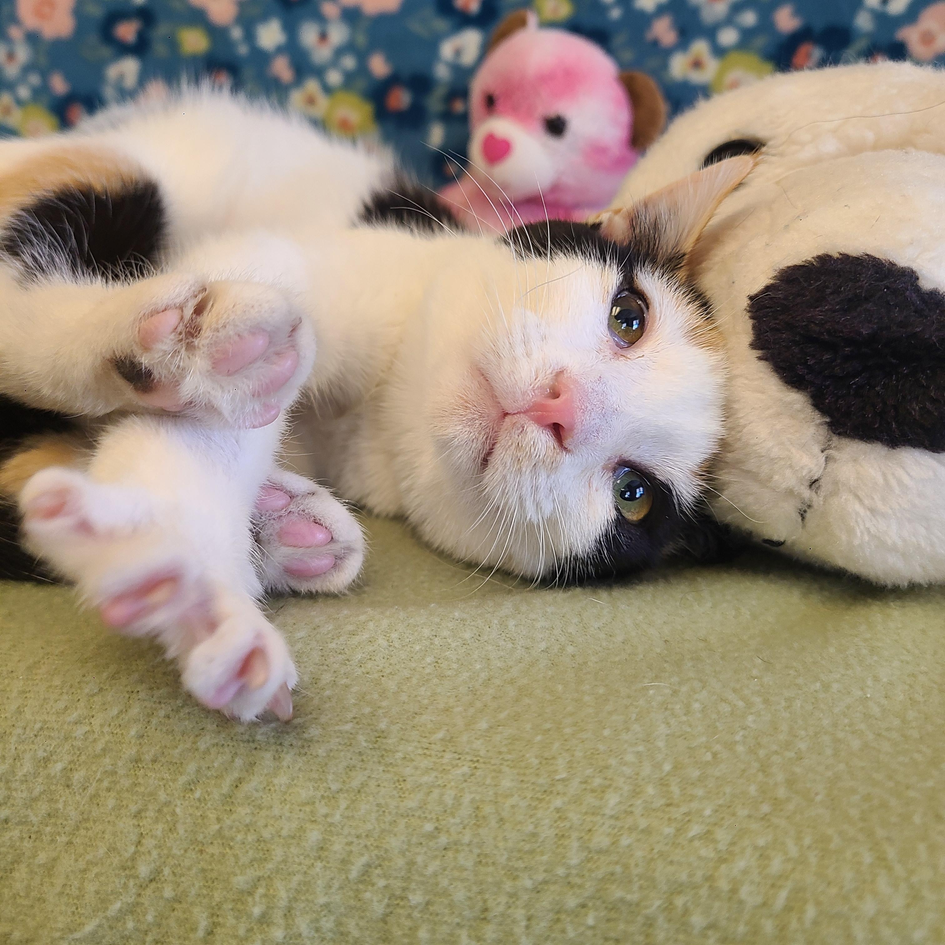 Enlarge Corsa, a ADOPTABLE mixed breed in ALPINE, TX image 3/6