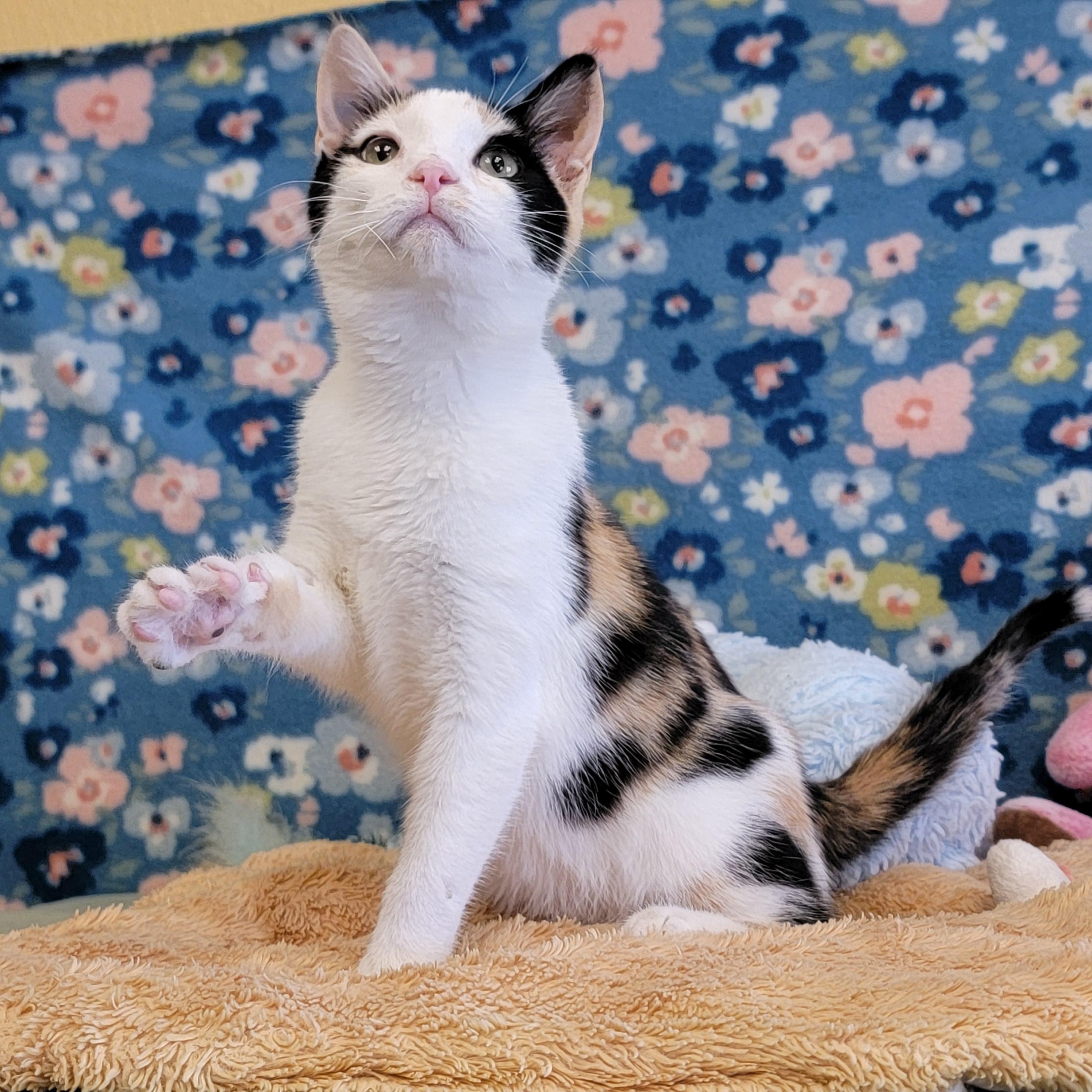 Enlarge Corsa, a ADOPTABLE mixed breed in ALPINE, TX image 1/6