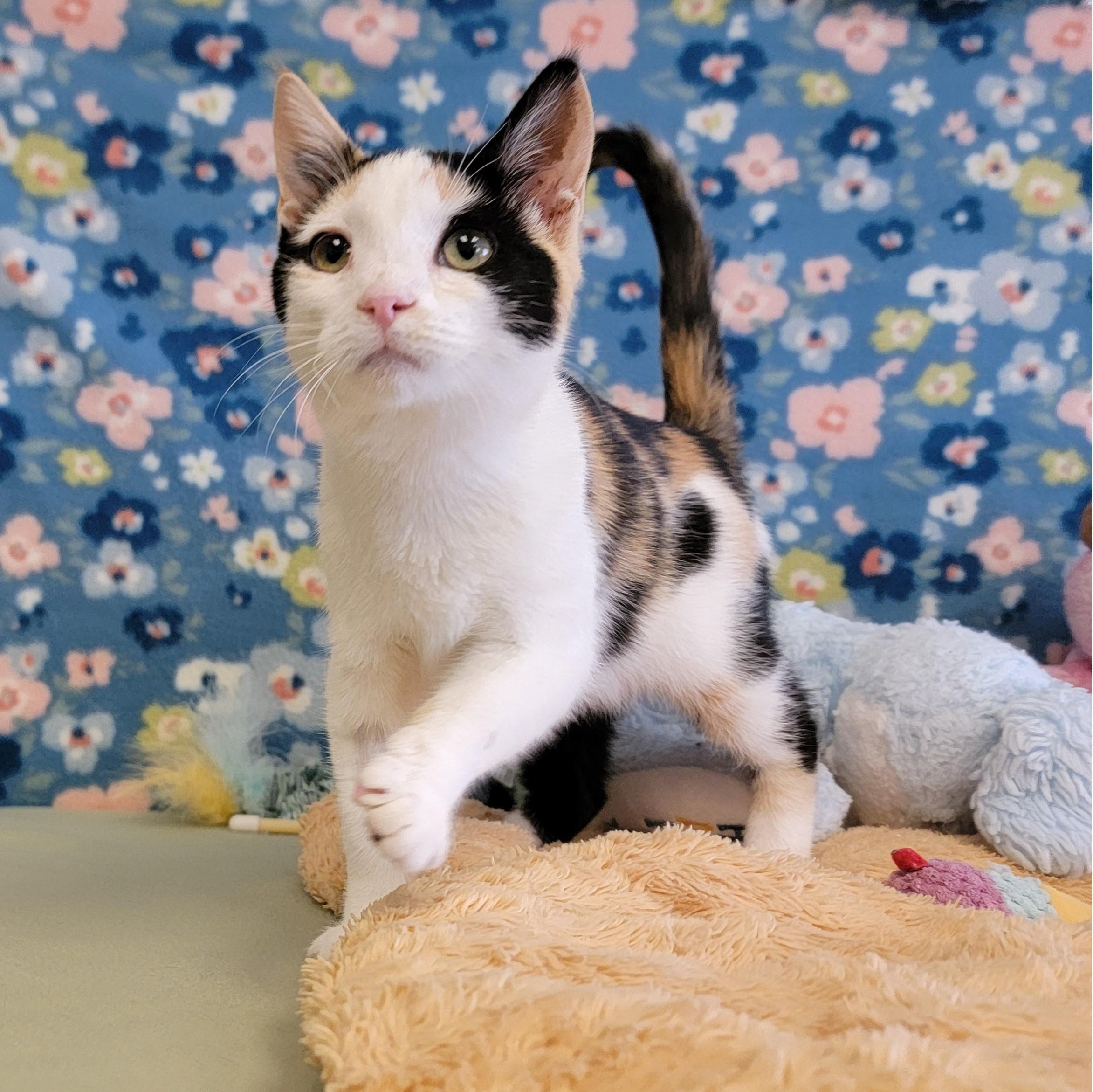 Enlarge Corsa, a ADOPTABLE mixed breed in ALPINE, TX image 4/6