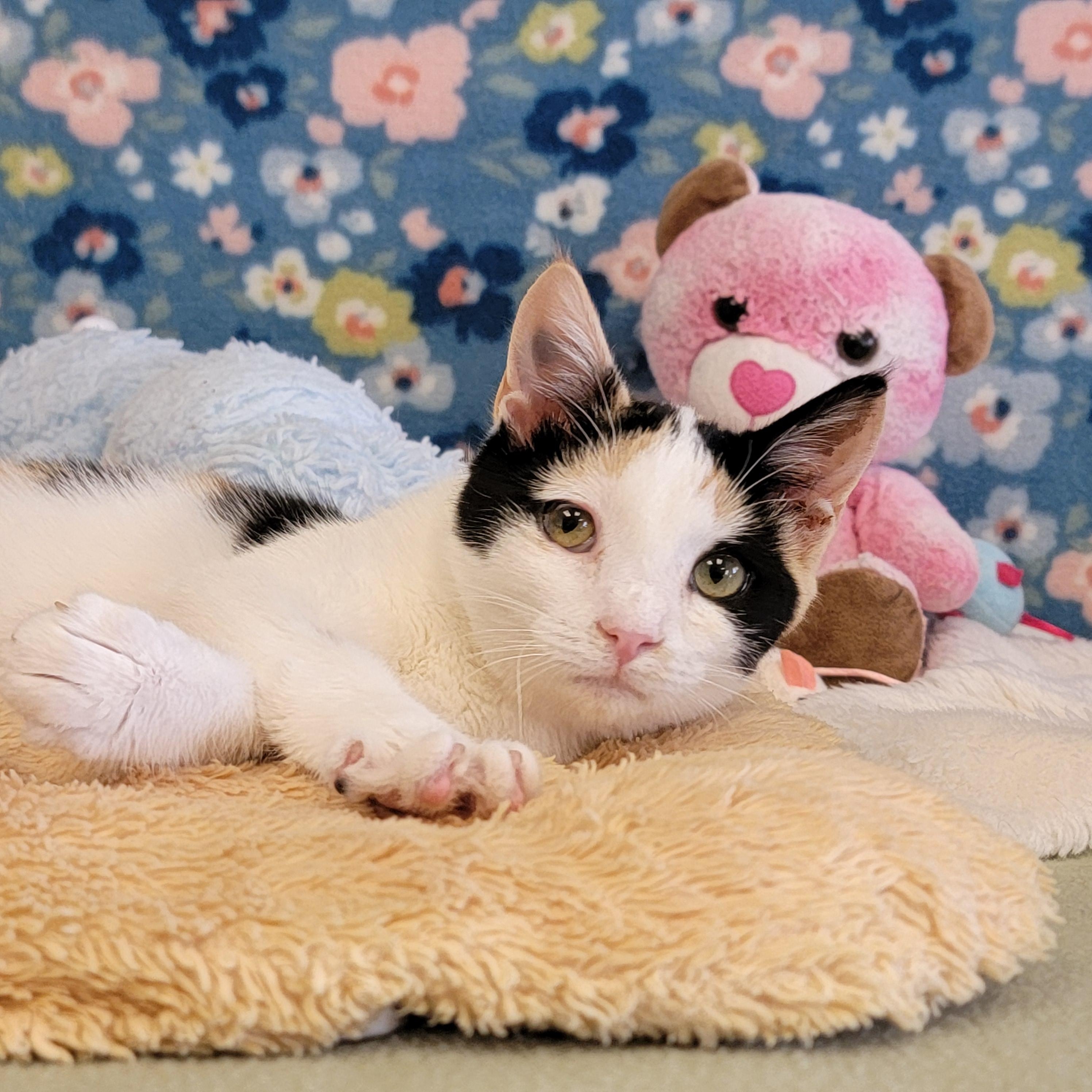 Enlarge Corsa, a ADOPTABLE mixed breed in ALPINE, TX image 5/6