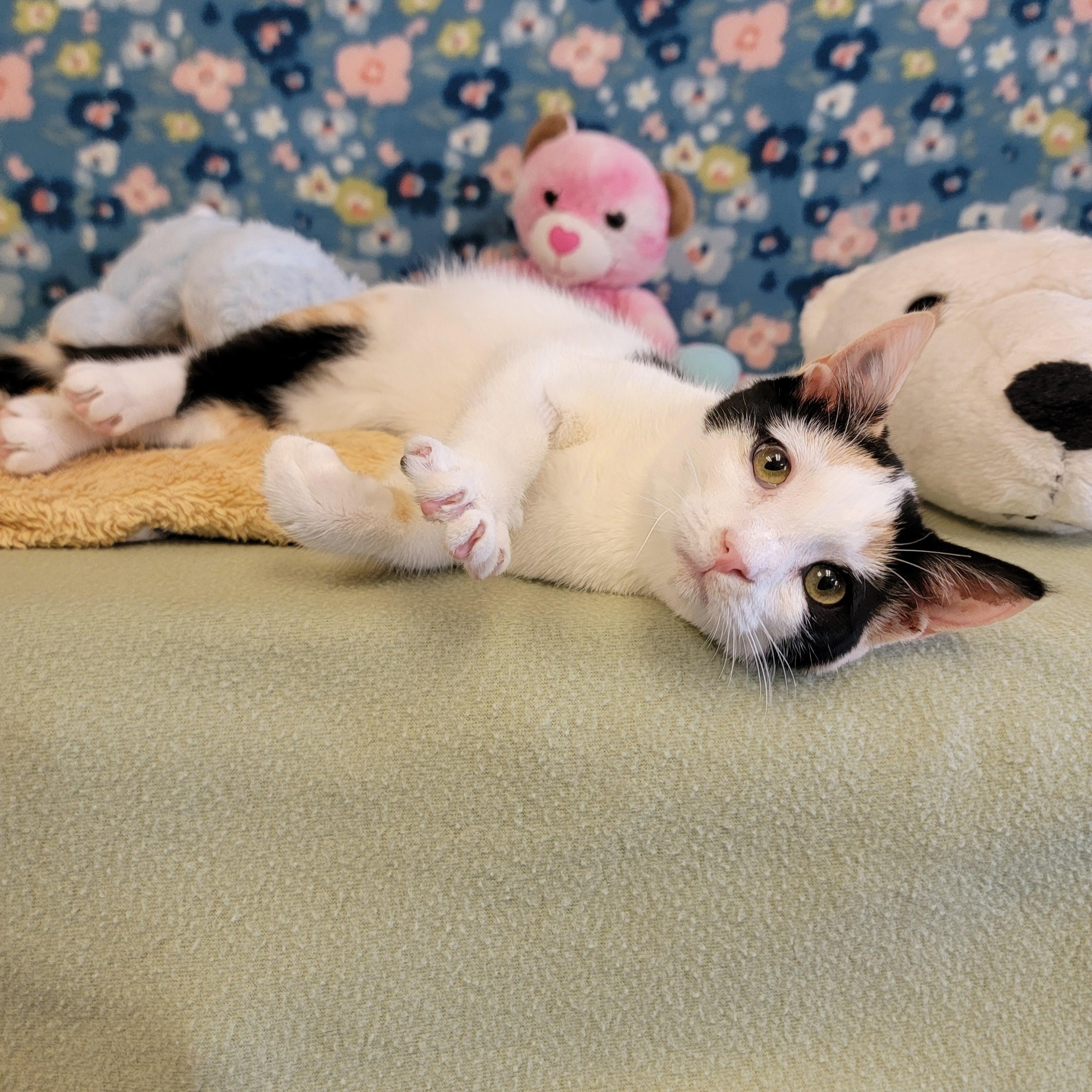 Enlarge Corsa, a ADOPTABLE mixed breed in ALPINE, TX image 6/6