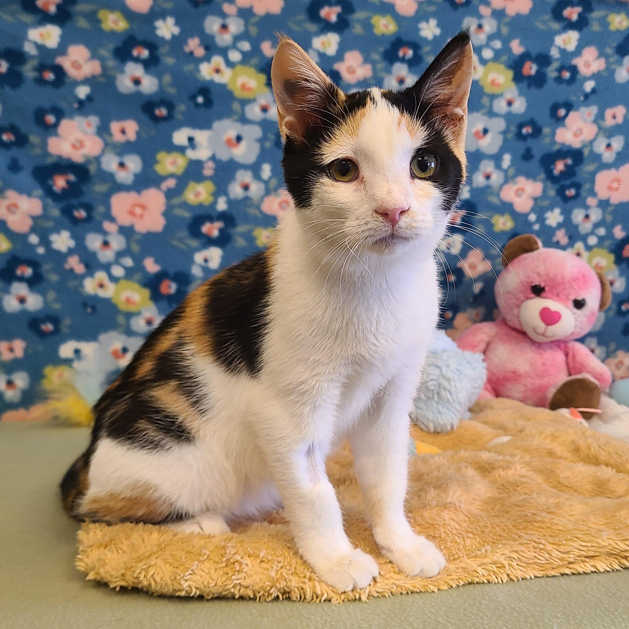 Enlarge Corsa, a ADOPTABLE mixed breed in ALPINE, TX image 2/6