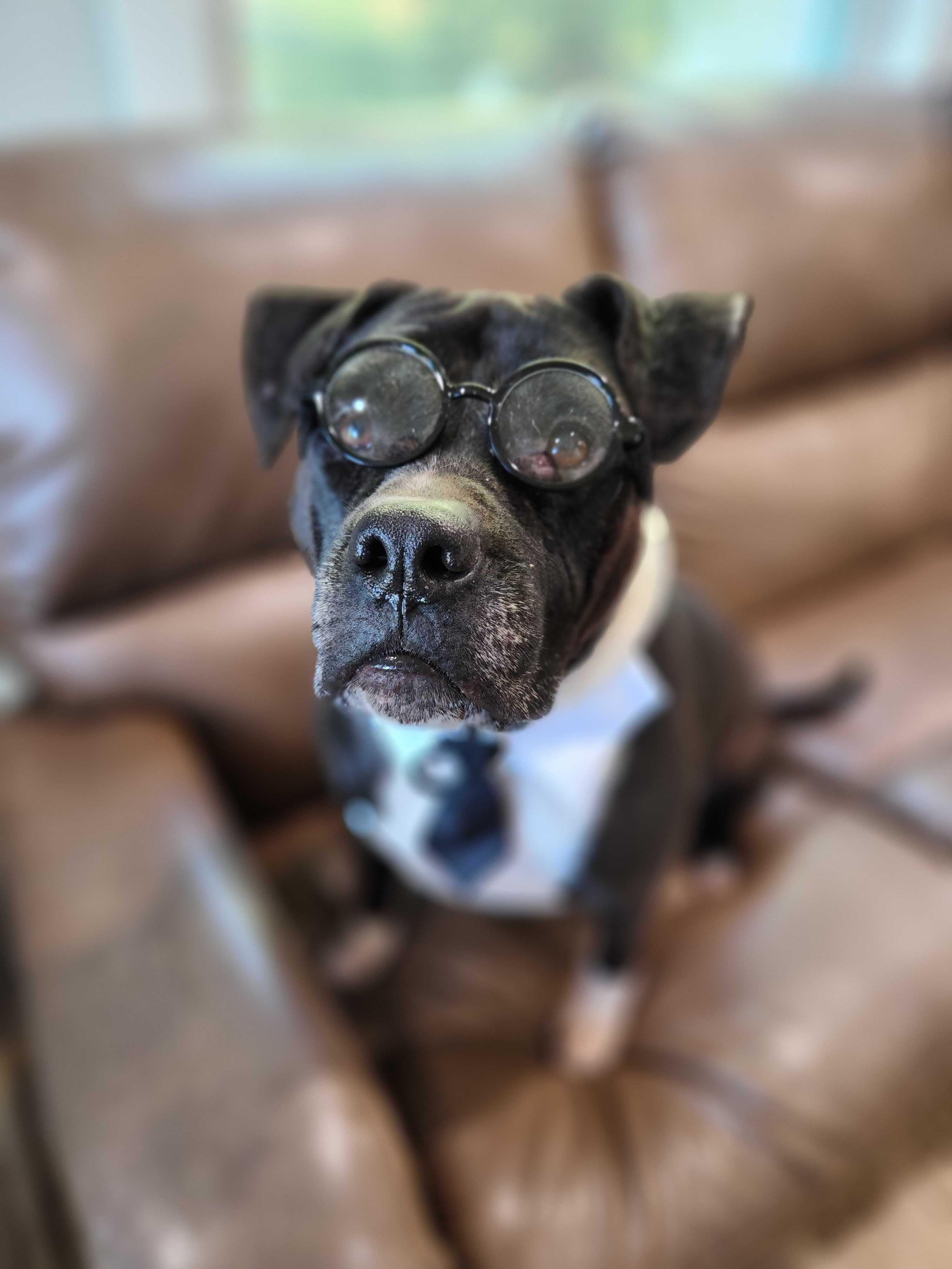 Tex, Adoptable, Adult Male Pit Bull Terrier.