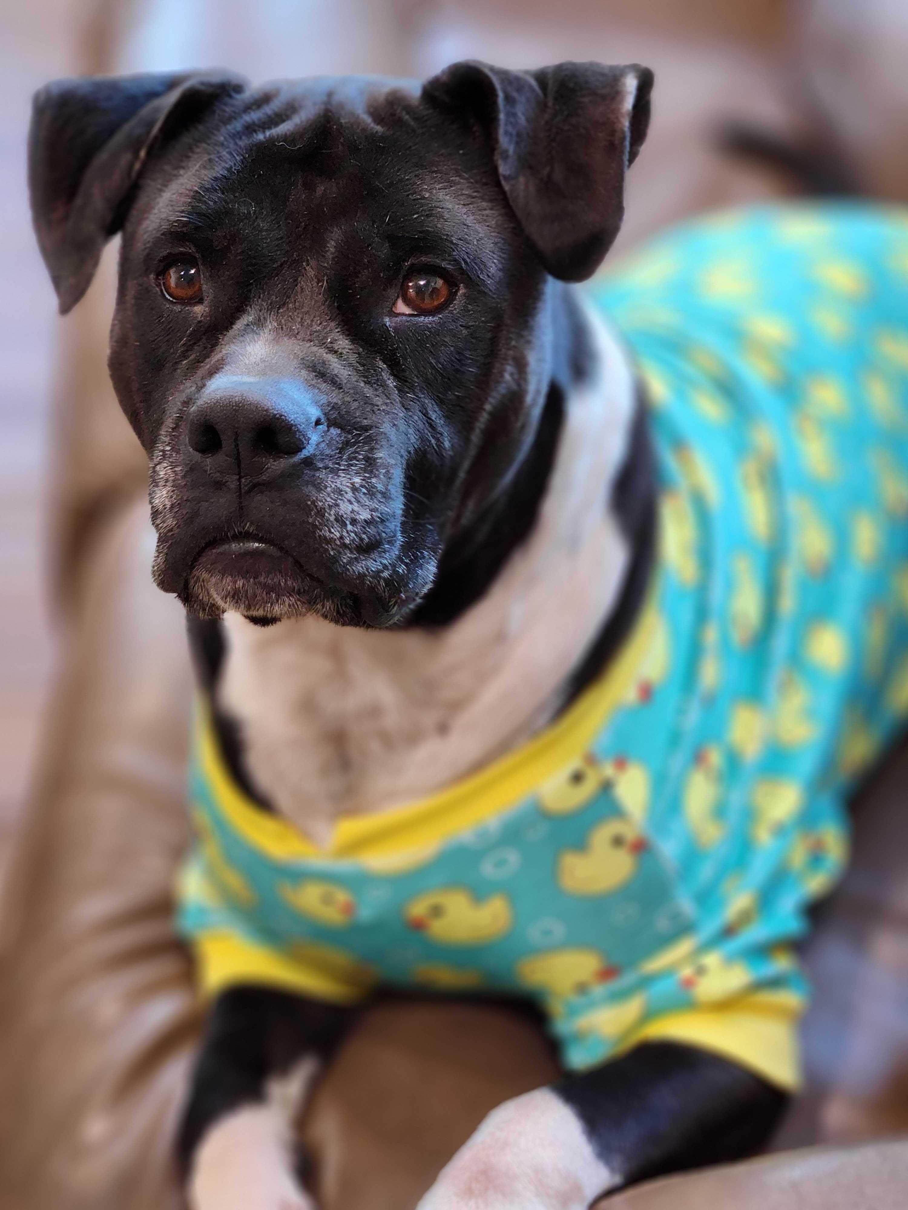 Tex, a Adoptable mixed breed in Albany, NY image 6/6