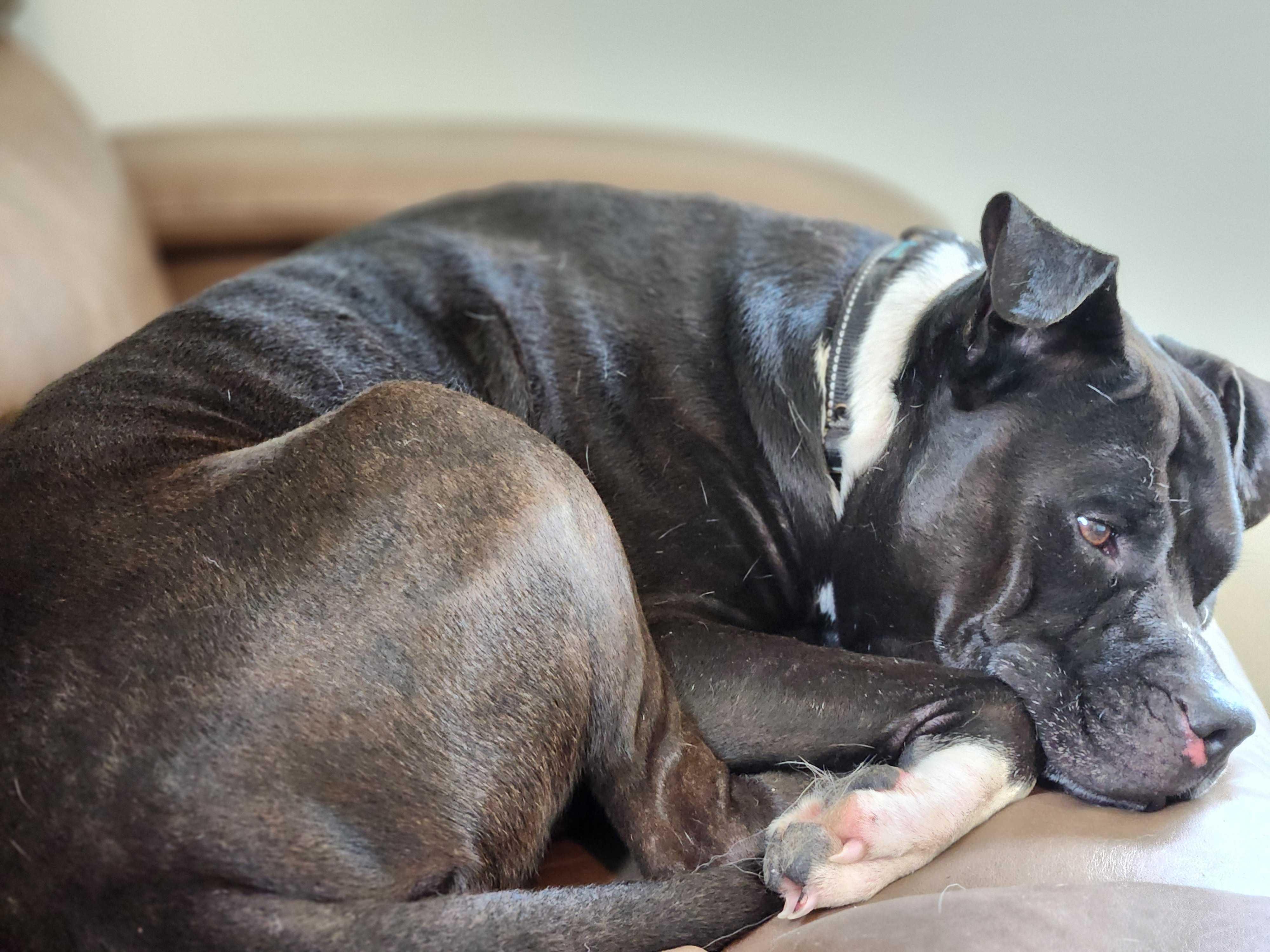 Tex, a Adoptable mixed breed in Albany, NY image 3/6