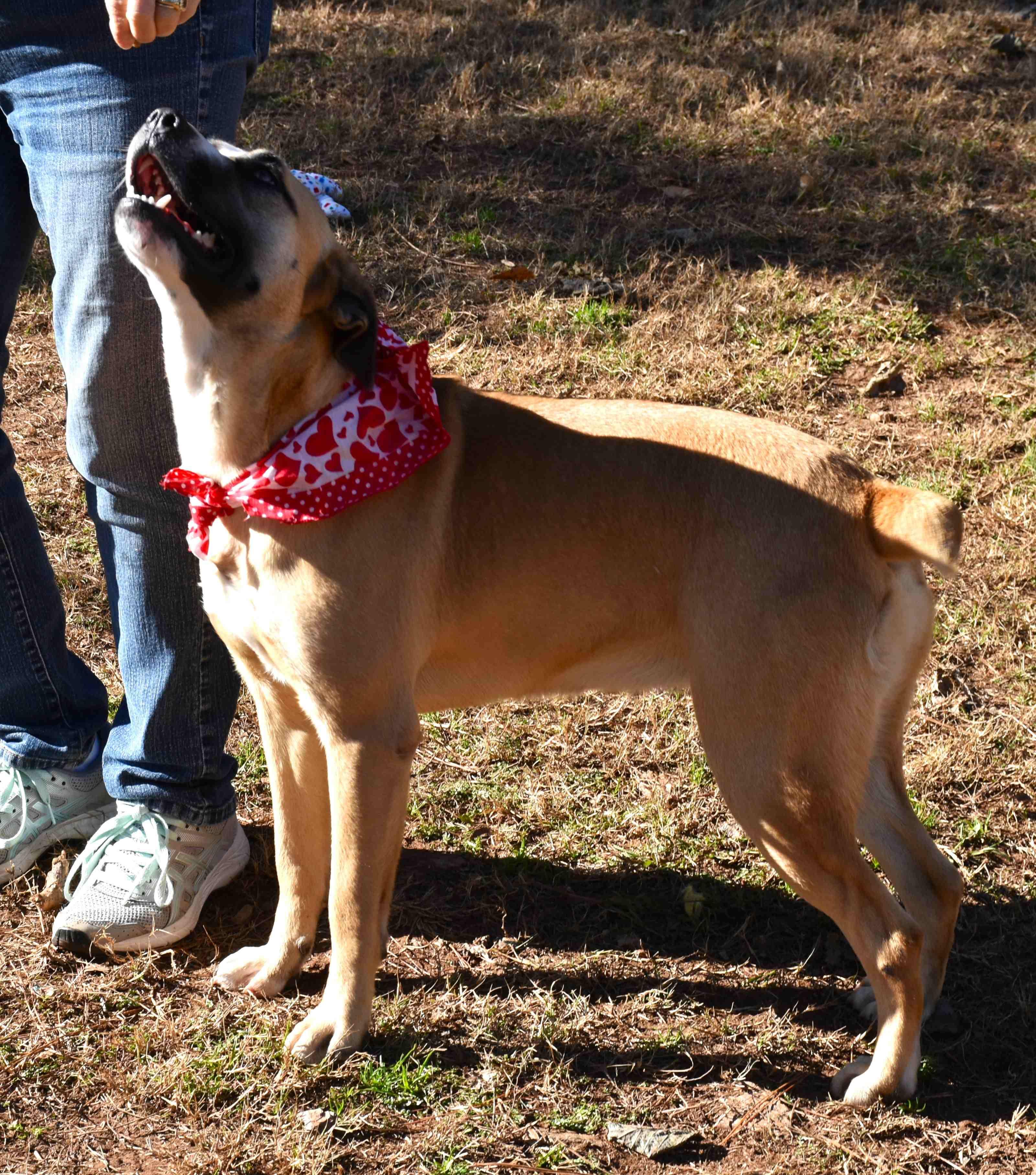 Jayla, a Adoptable mixed breed in Wedowee, AL image 5/6