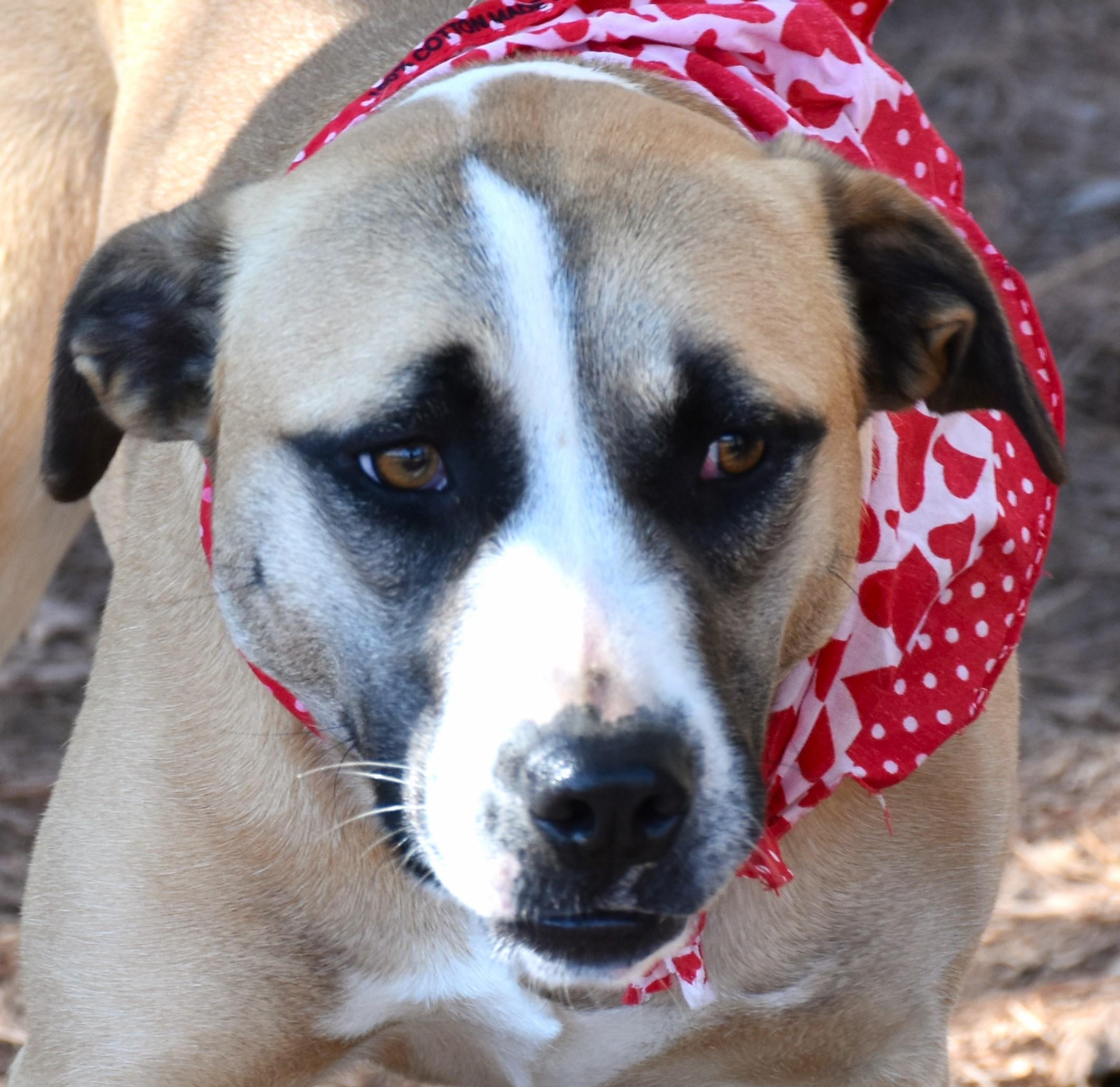 Jayla, a Adoptable mixed breed in Wedowee, AL image 3/6