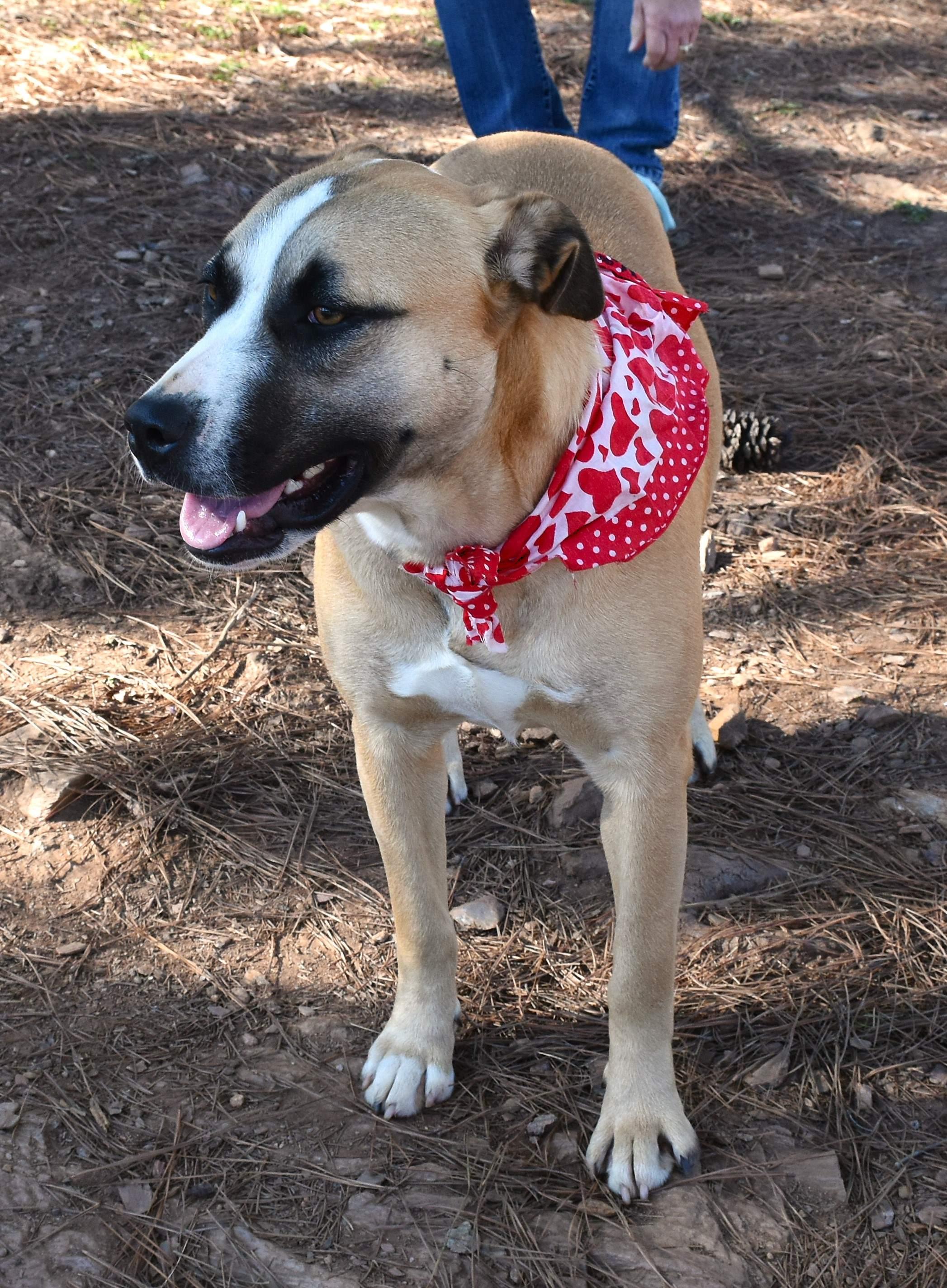 Jayla, a Adoptable mixed breed in Wedowee, AL image 4/6