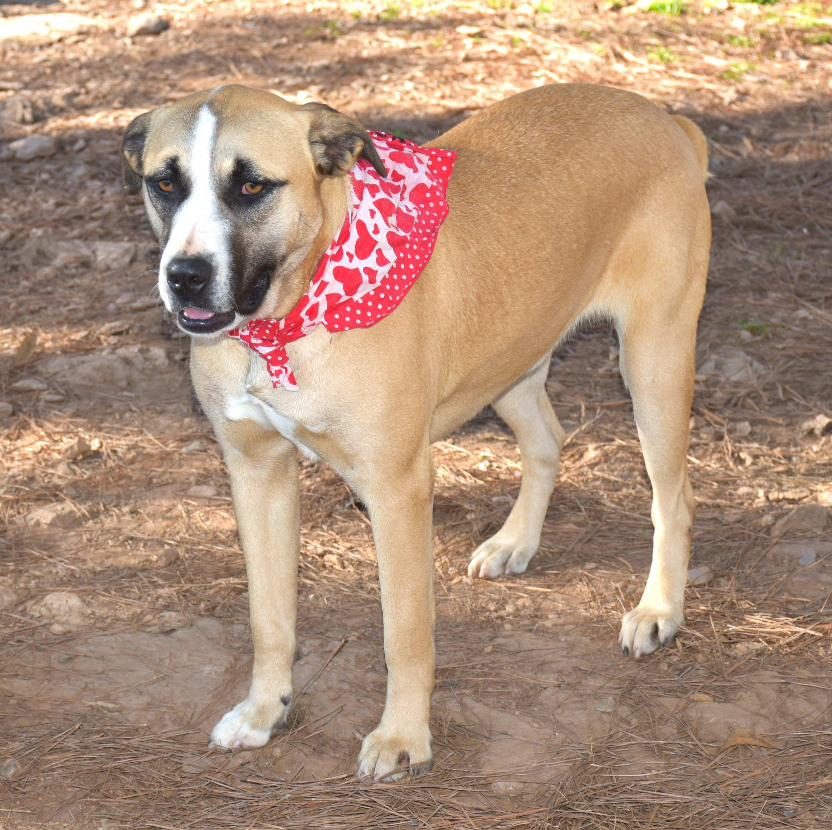 Jayla, a Adoptable mixed breed in Wedowee, AL image 2/6
