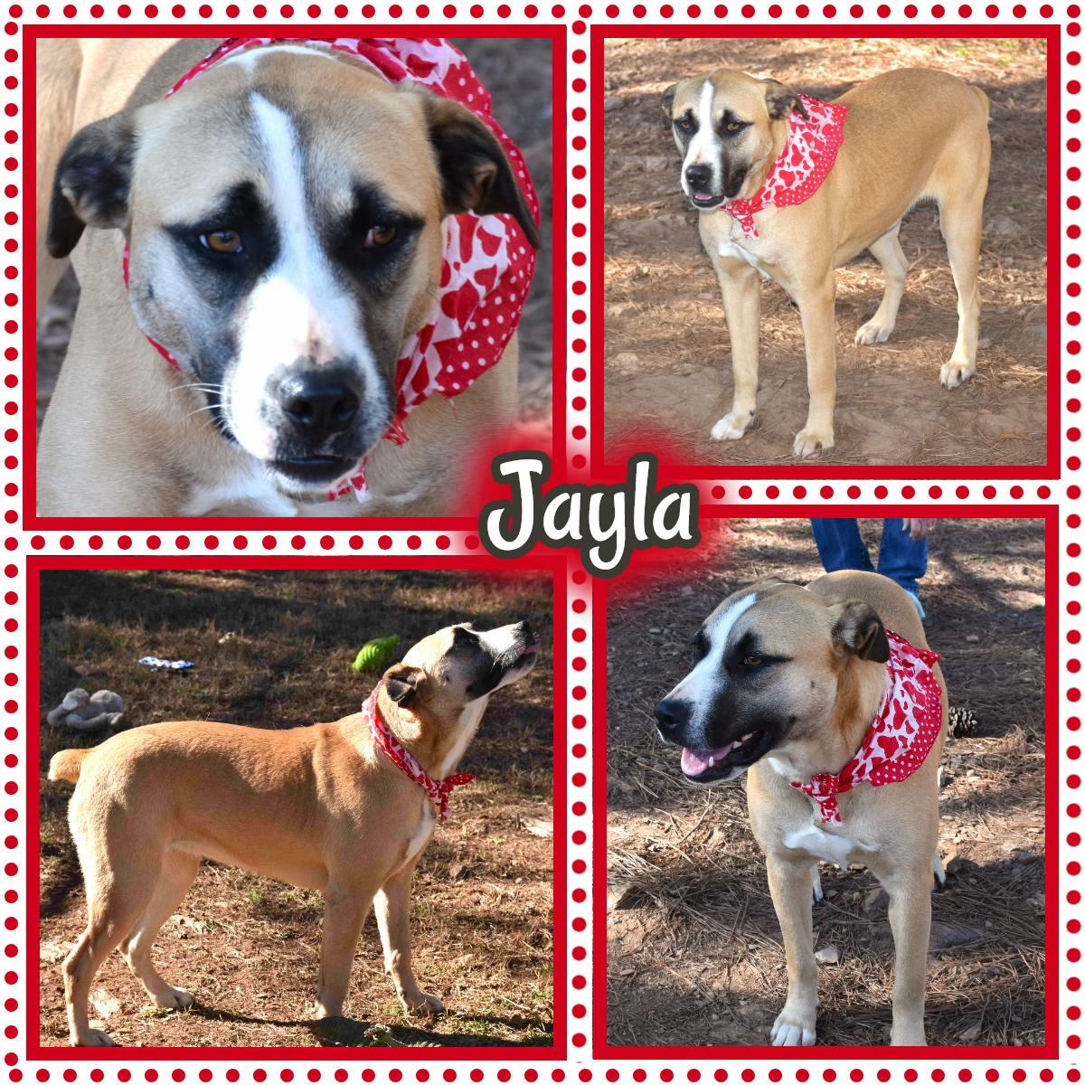 Jayla, a Adoptable mixed breed in Wedowee, AL image 1/6