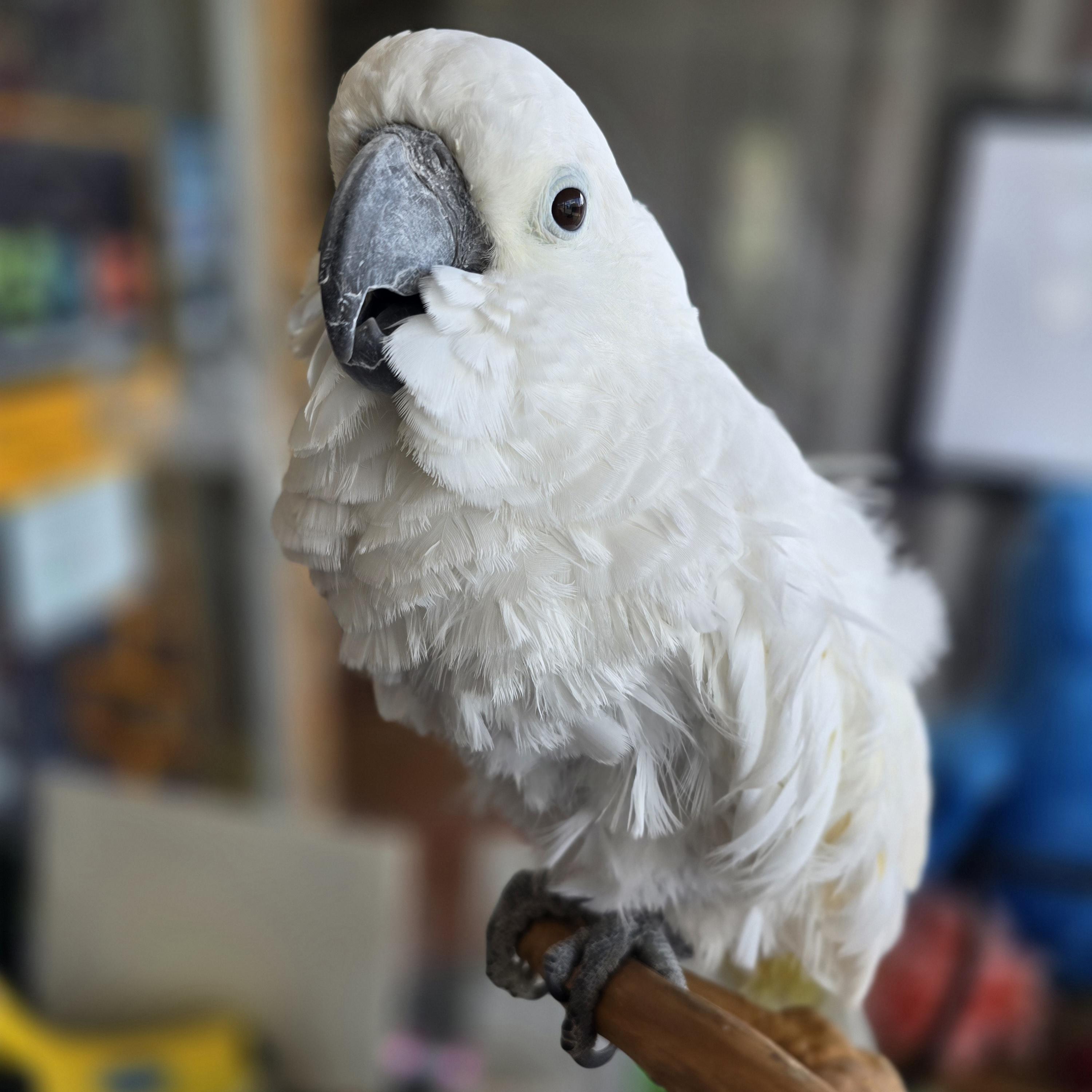 Ava, a Adoptable Cockatoo in Waukesha, WI image 3/5