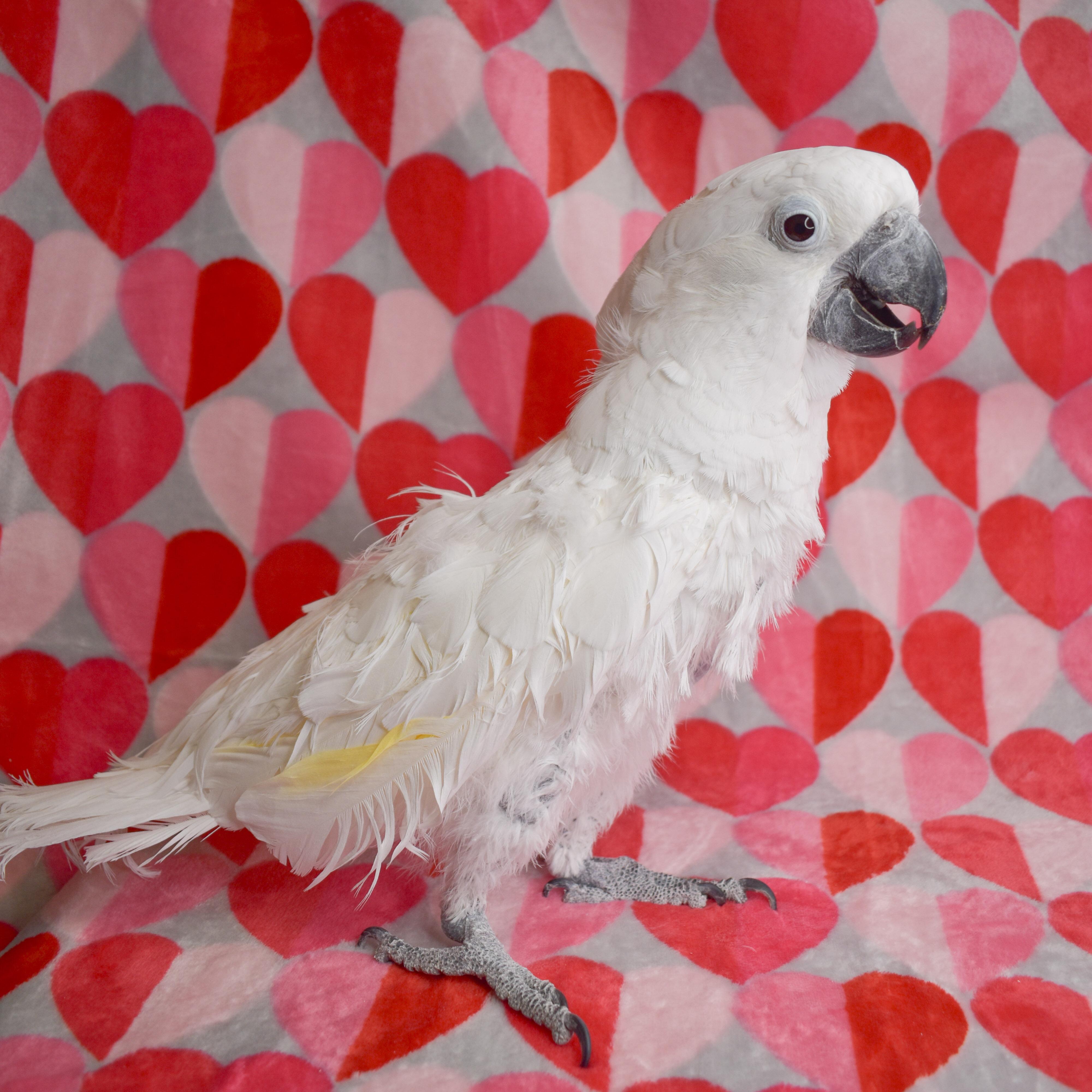 Ava, a Adoptable Cockatoo in Waukesha, WI image 1/5