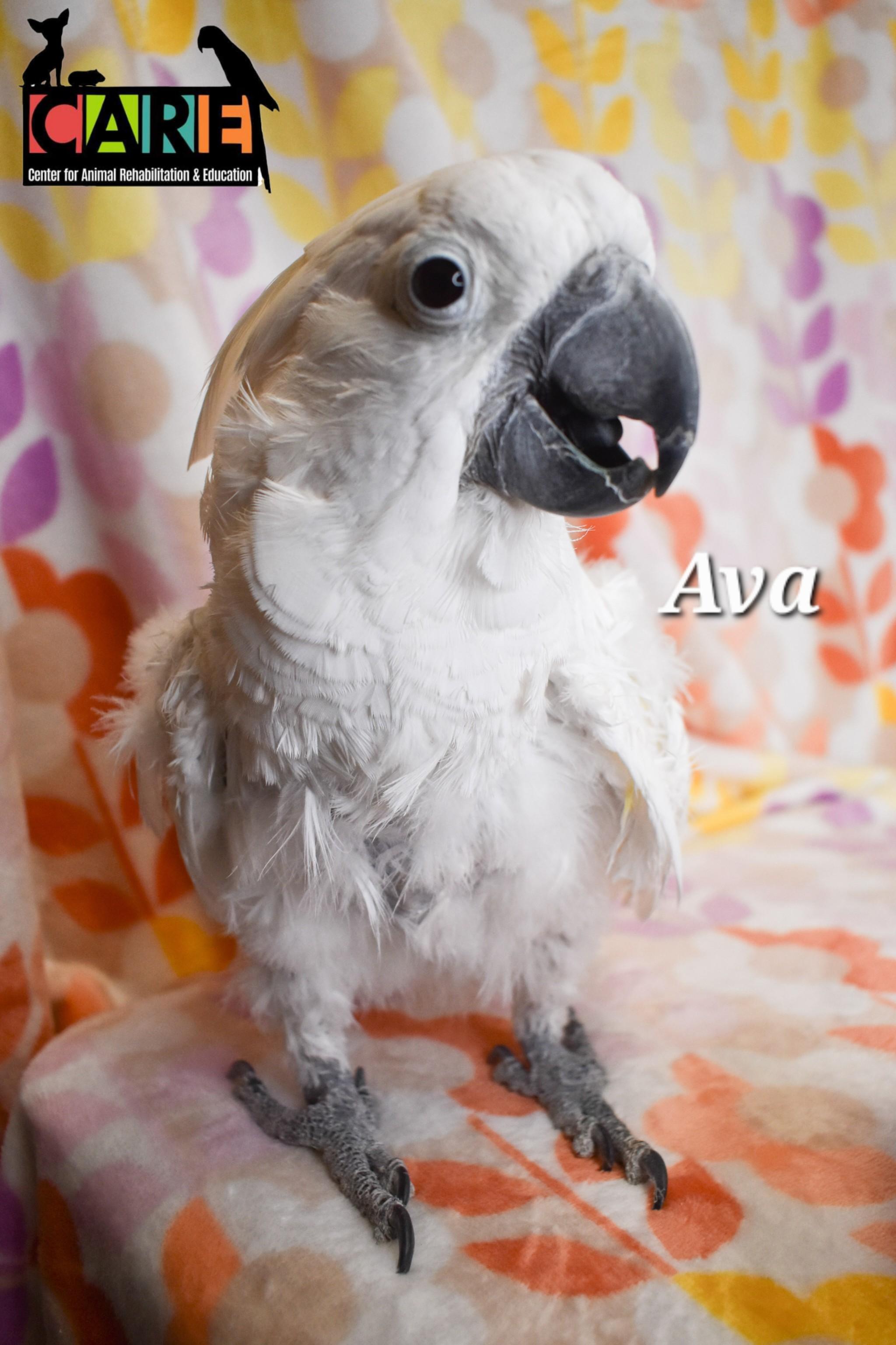 Ava, a Adoptable Cockatoo in Waukesha, WI image 2/5