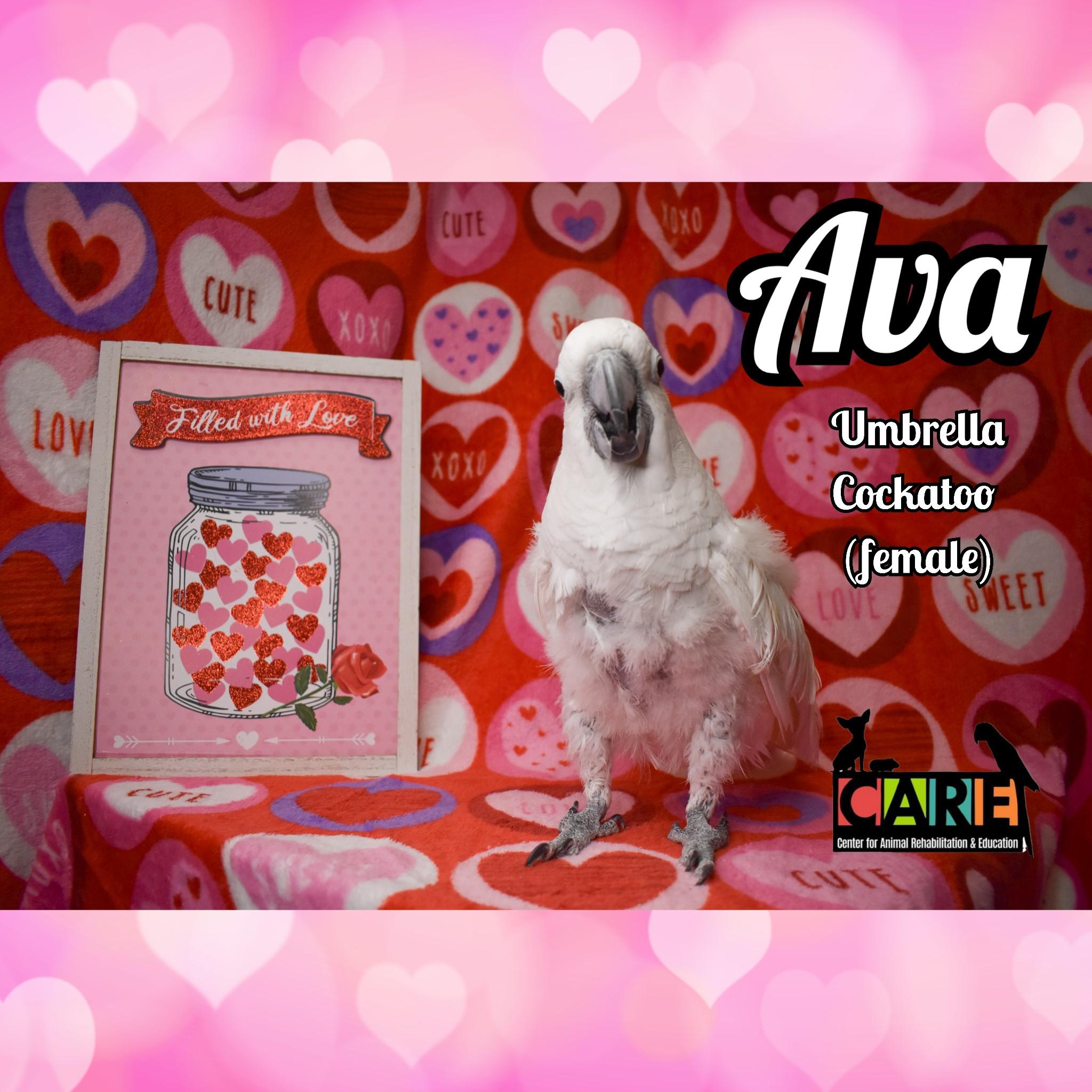 Ava, a Adoptable Cockatoo in Waukesha, WI image 4/5