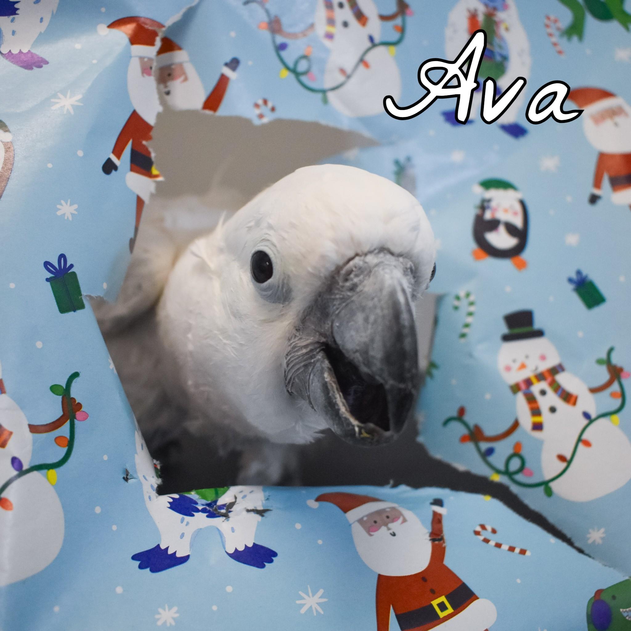 Ava, a Adoptable Cockatoo in Waukesha, WI image 5/5