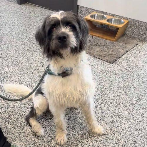 Enlarge Snoopy, a Adoptable German Wirehaired Pointer in Fishers, IN image 1/1