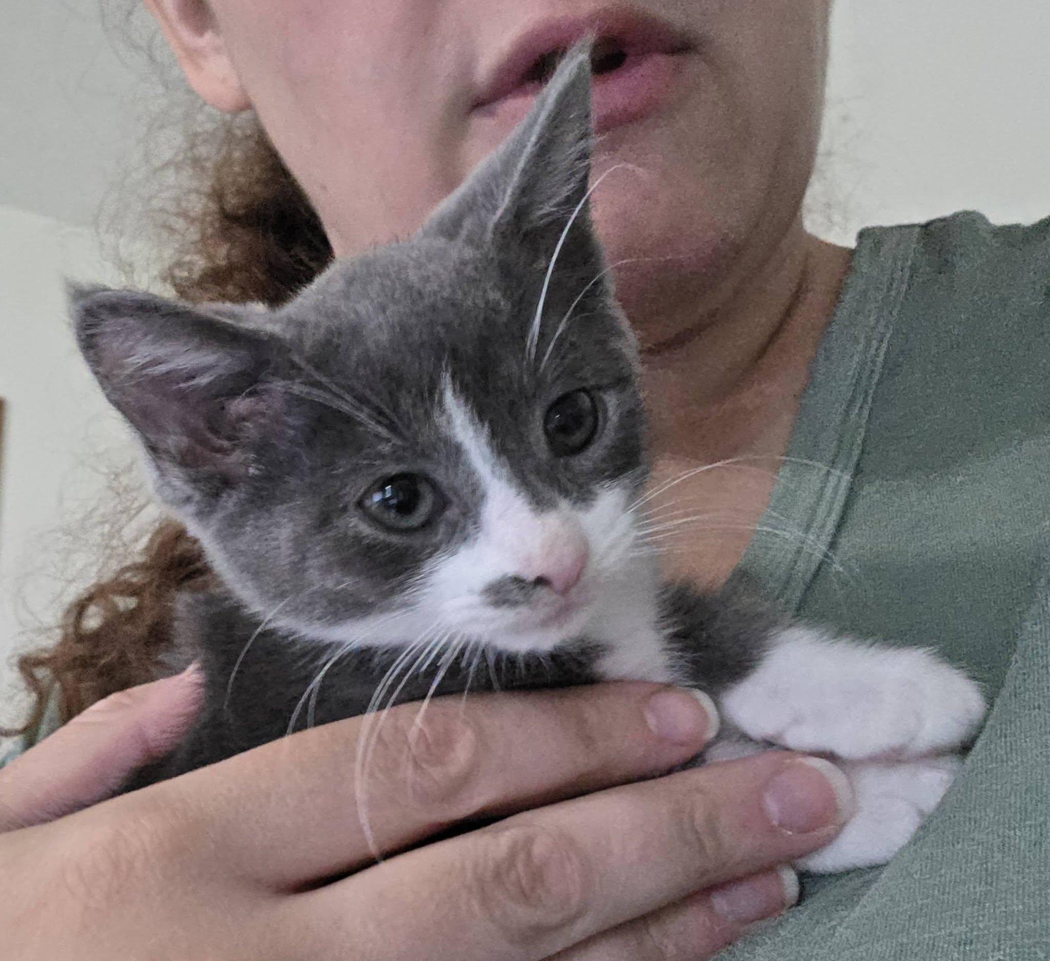 Simba, a ADOPTABLE Domestic Short Hair in Rochester, NY image 3/3
