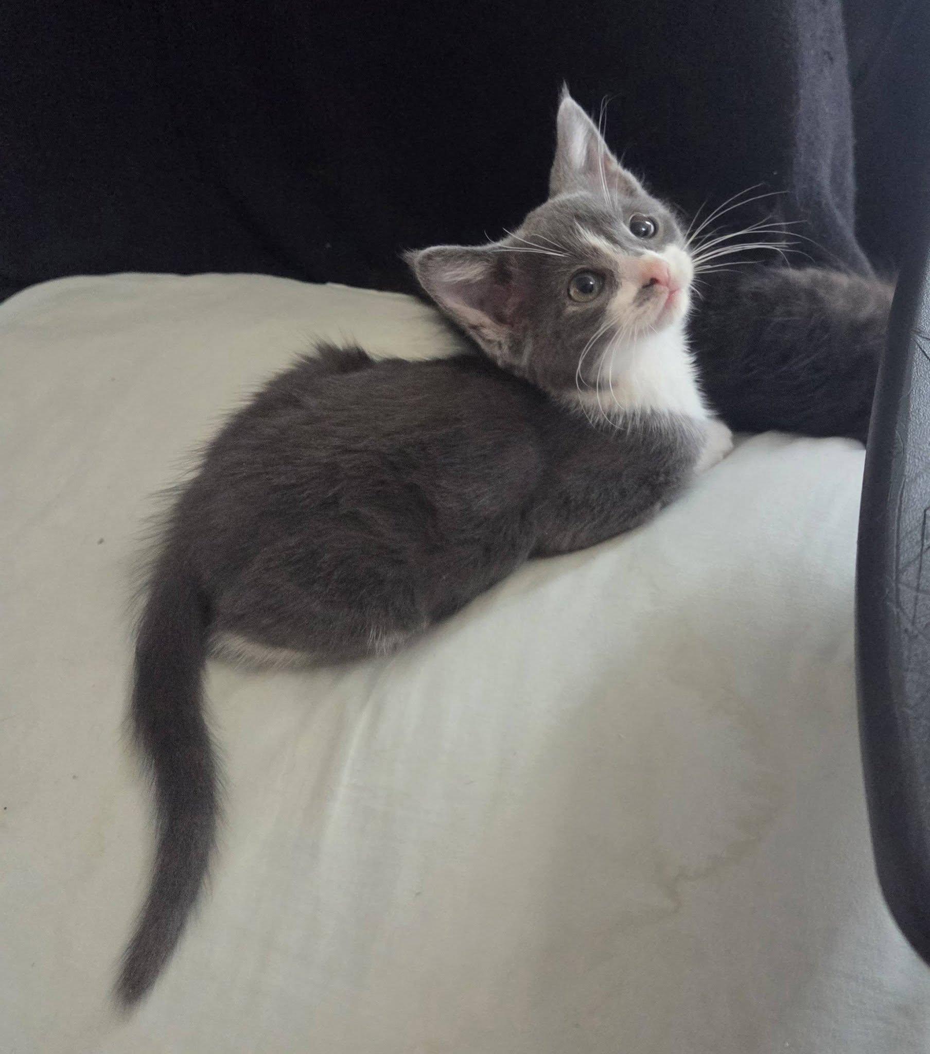 Simba, a ADOPTABLE Domestic Short Hair in Rochester, NY image 2/3