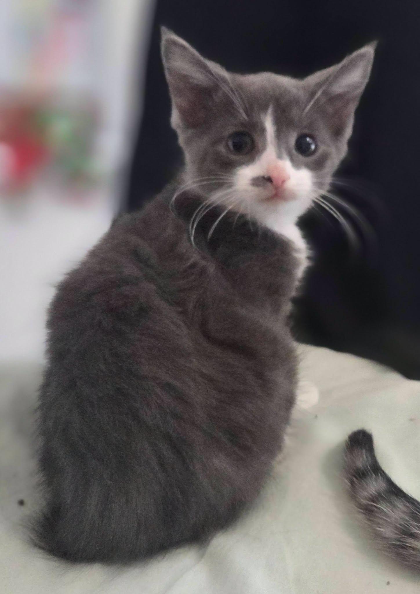 Simba, ADOPTABLE, Kitten Male Domestic Short Hair.