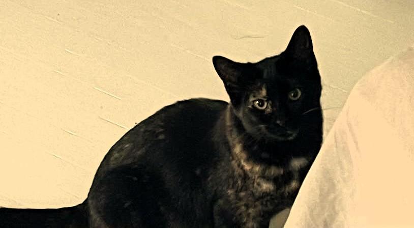 Cherry, a Adoptable Tortoiseshell in Hamilton, ON image 4/4