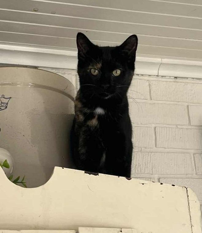 Cherry, Adoptable, Kitten Female Tortoiseshell.