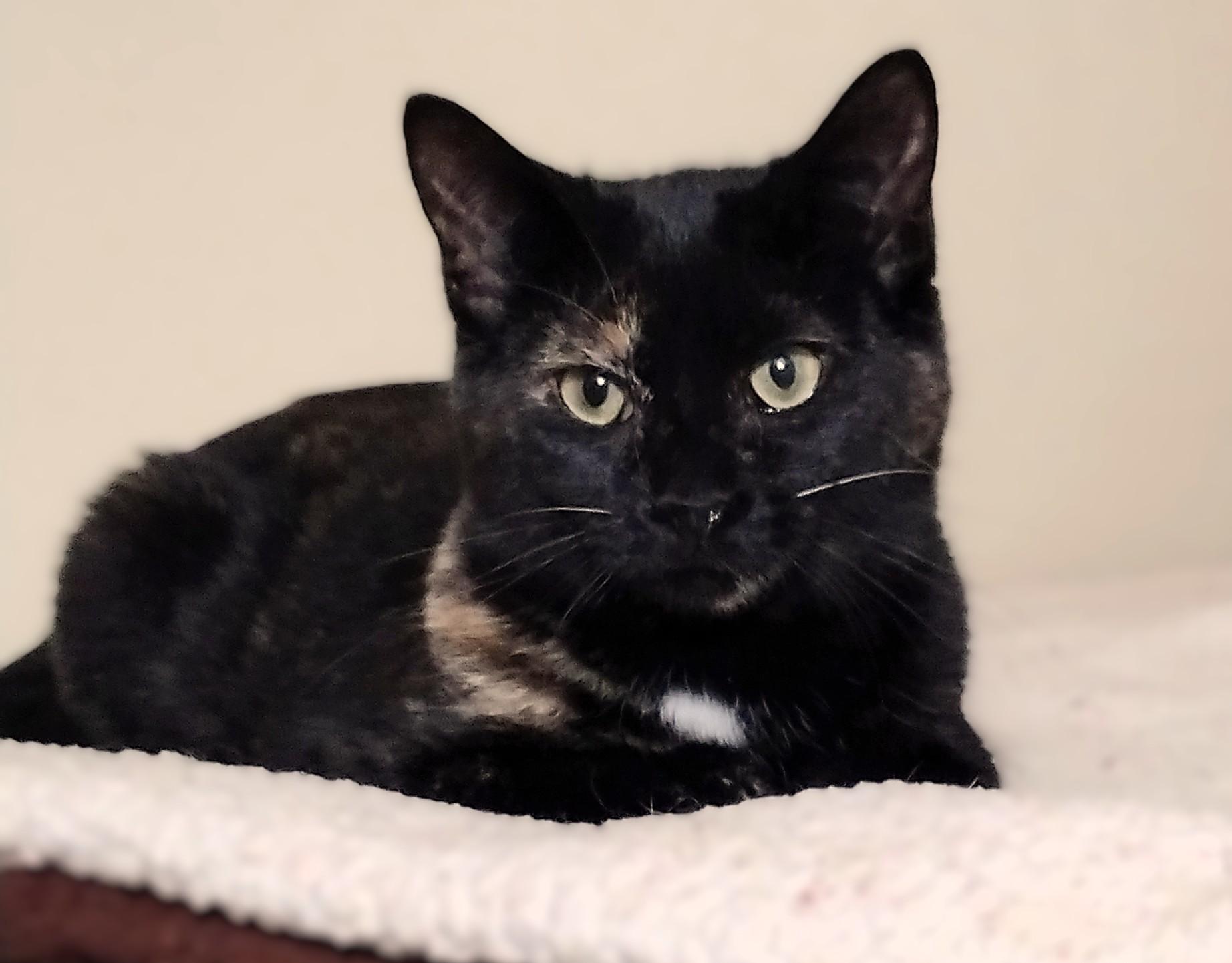 Cherry, a Adoptable Tortoiseshell in Hamilton, ON image 2/4
