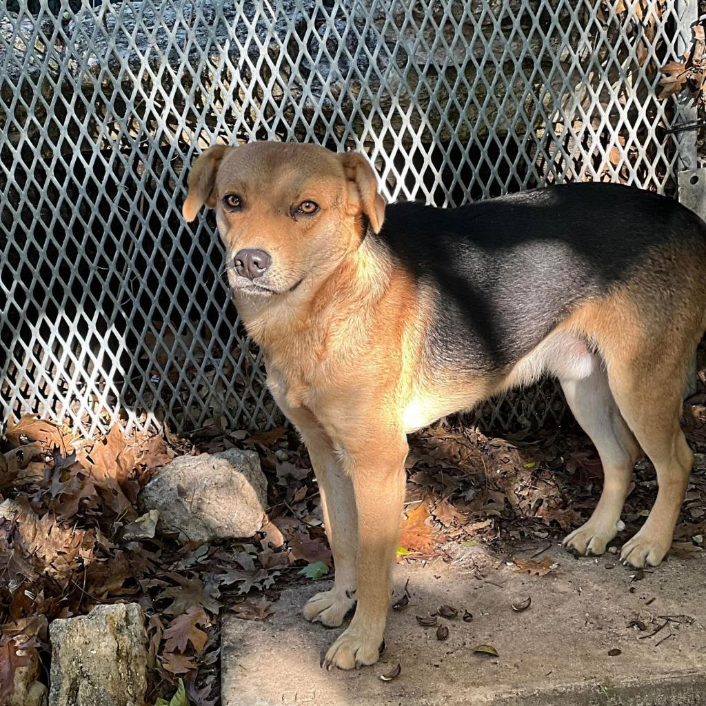 Enlarge Ruffian, a Adoptable mixed breed in Weatherford, TX image 1/3