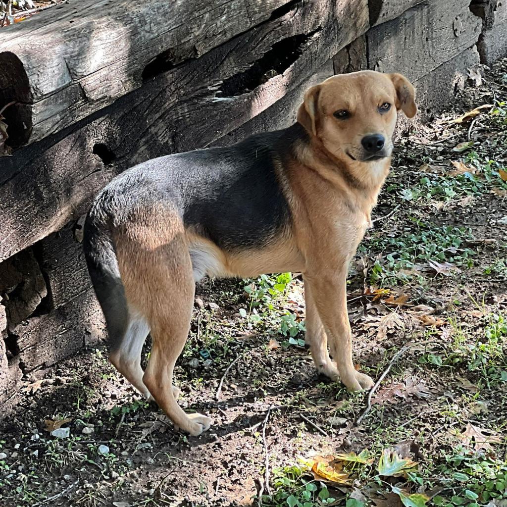 Enlarge Ruffian, a Adoptable mixed breed in Weatherford, TX image 2/3