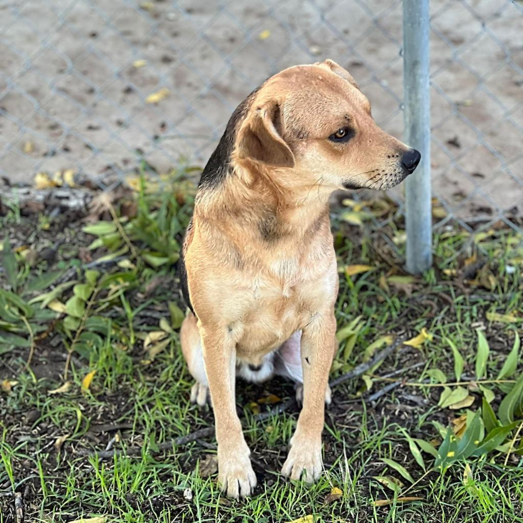 Enlarge Ruffian, a Adoptable mixed breed in Weatherford, TX image 3/3