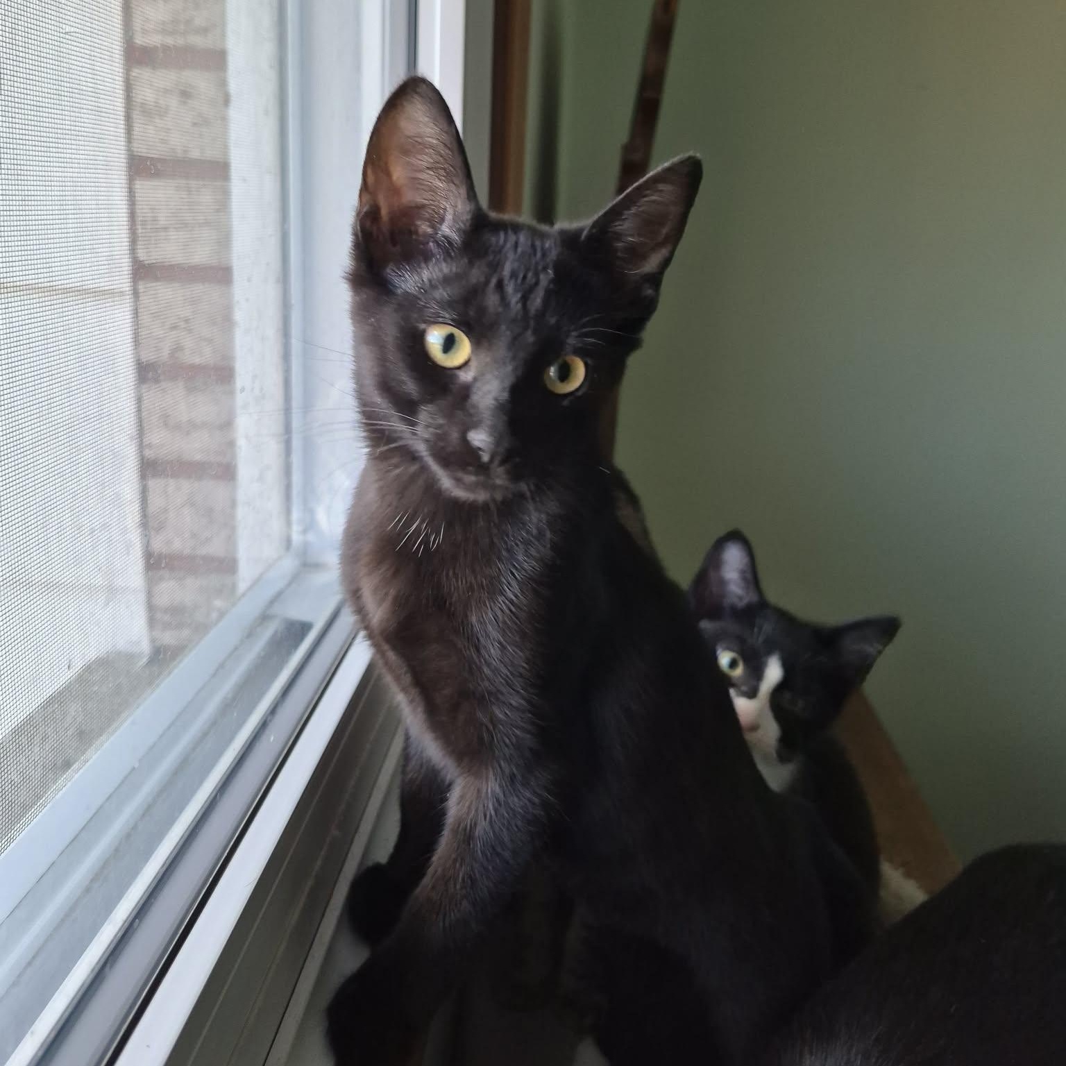 Enlarge FALISHA, an adopted Domestic Short Hair in Delhi, ON image 6/6