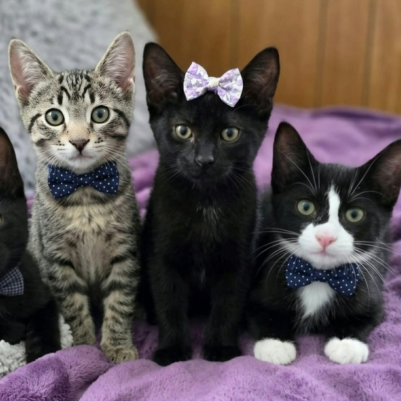 Enlarge FALISHA, an adopted Domestic Short Hair in Delhi, ON image 4/6