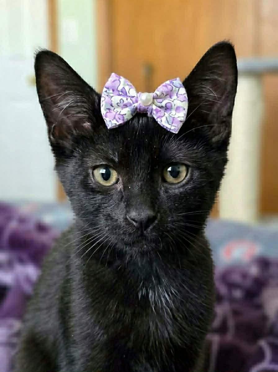 Enlarge FALISHA, an adopted Domestic Short Hair in Delhi, ON image 1/6