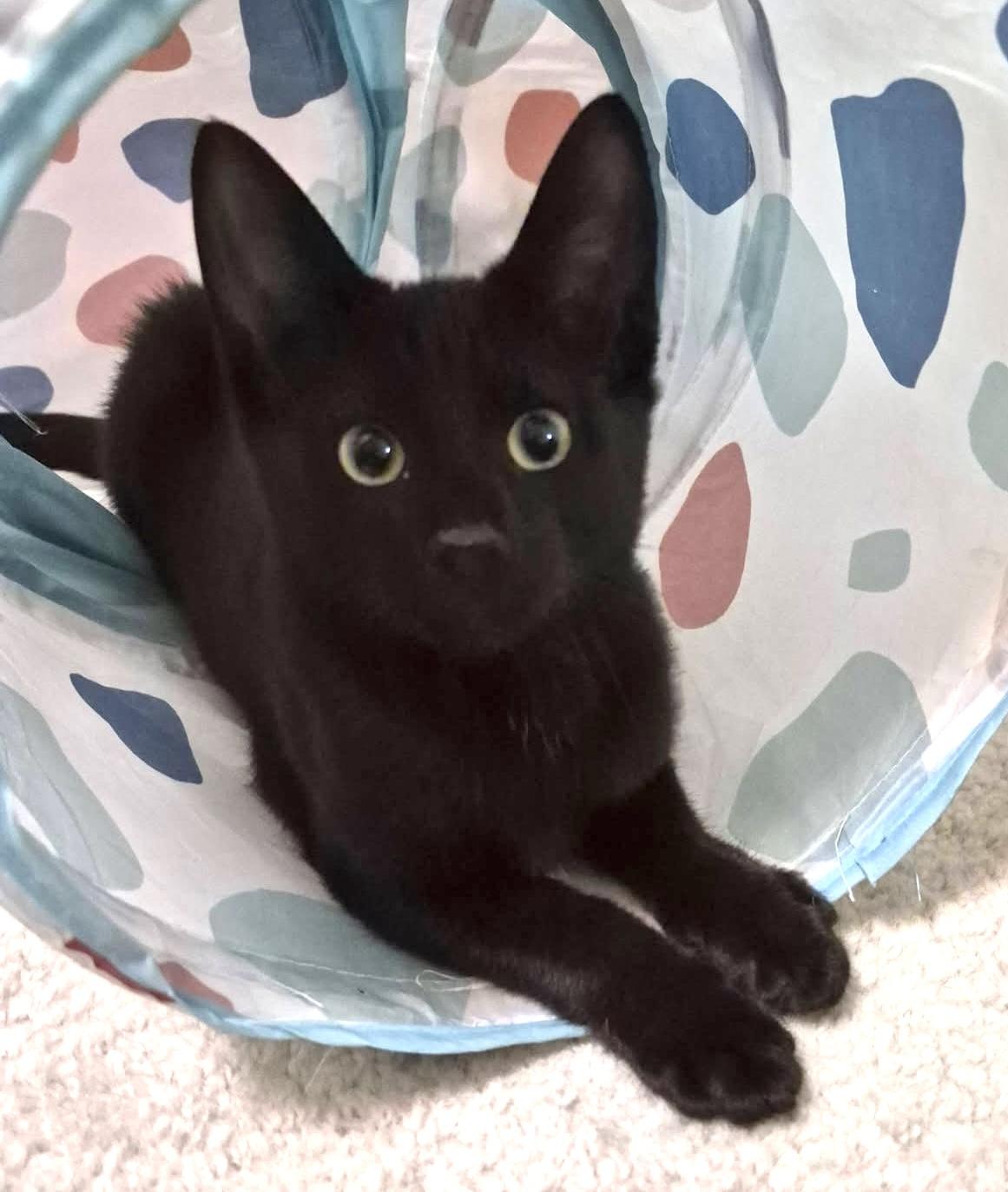 Enlarge FALISHA, an adopted Domestic Short Hair in Delhi, ON image 2/6