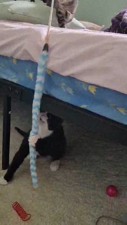 Enlarge FALISHA, an adopted Domestic Short Hair in Delhi, ON video 3/6