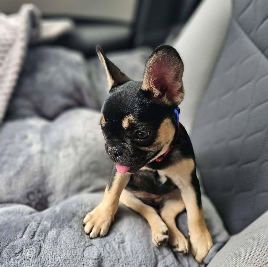 Pigeon, Adoptable, Puppy Female French Bulldog.