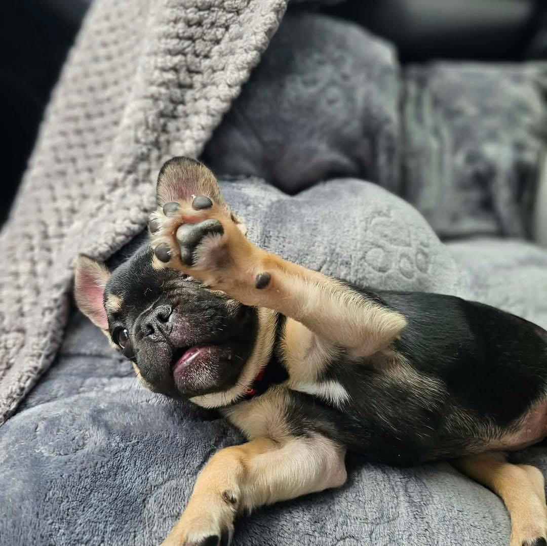 Enlarge Pigeon, a Adoptable French Bulldog in Valrico, FL image 2/3