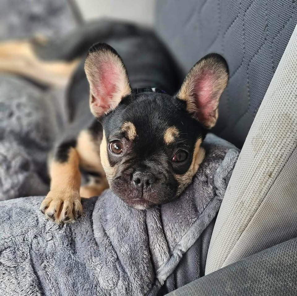 Enlarge Pigeon, a Adoptable French Bulldog in Valrico, FL image 3/3