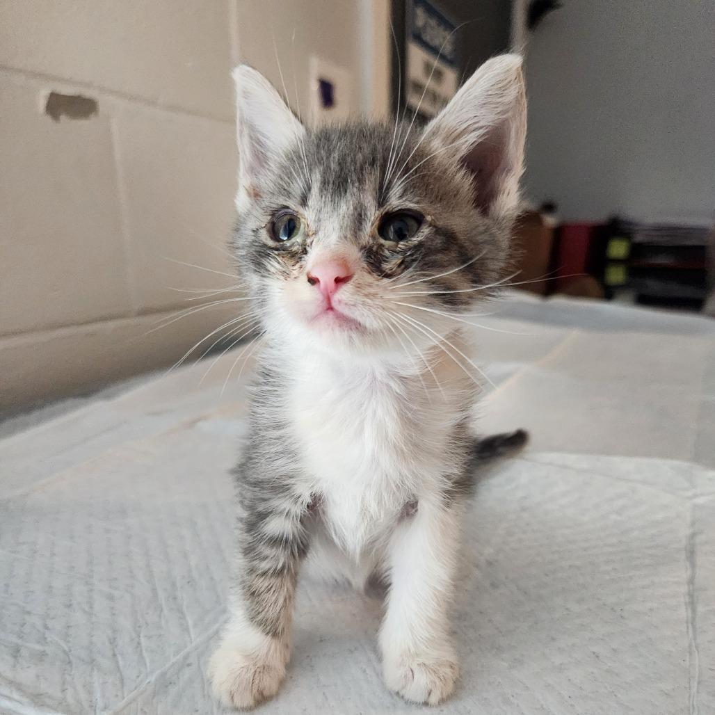 Enlarge Oliver, a Adoptable Domestic Short Hair in Talent, OR image 1/5