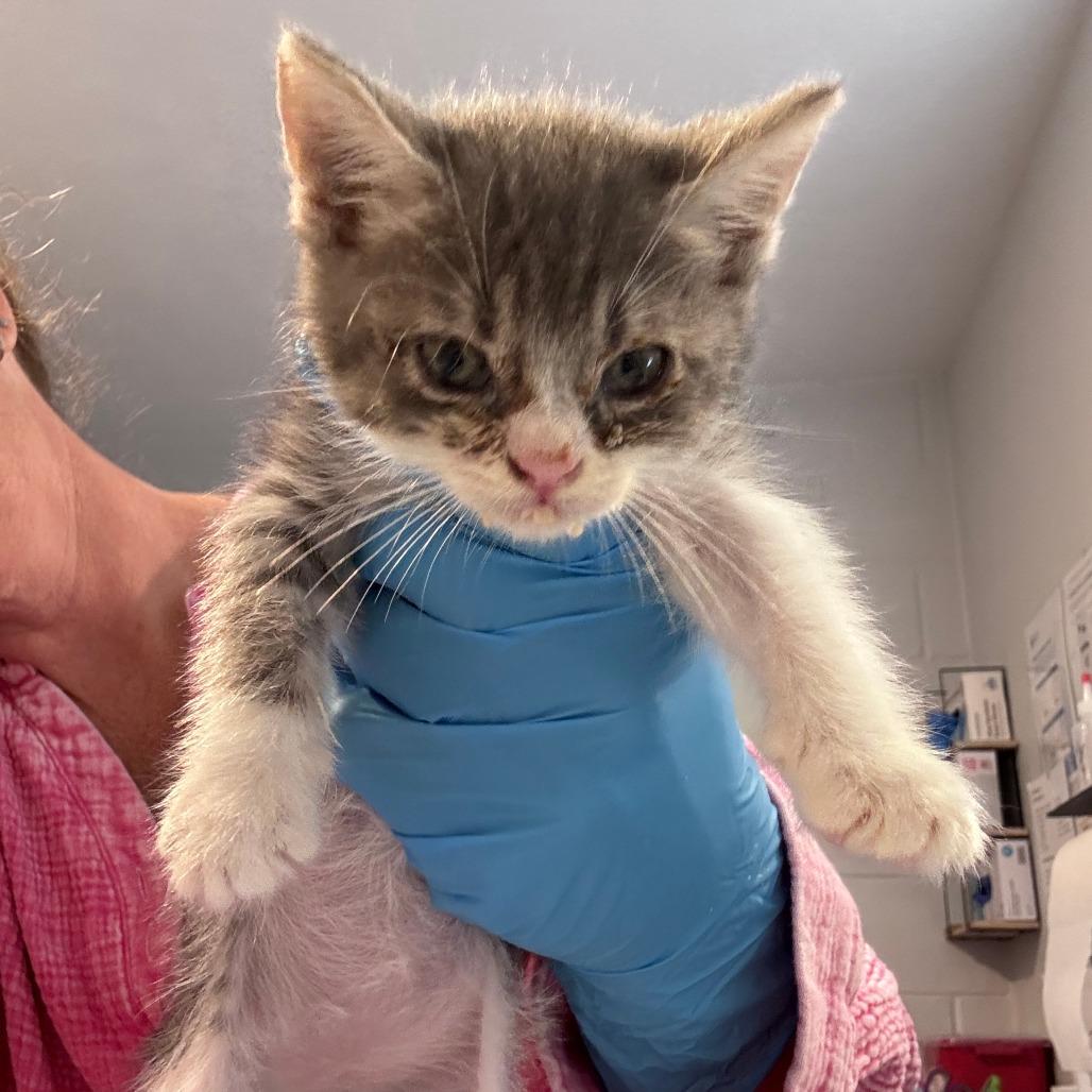 Enlarge Oliver, a Adoptable Domestic Short Hair in Talent, OR image 2/5