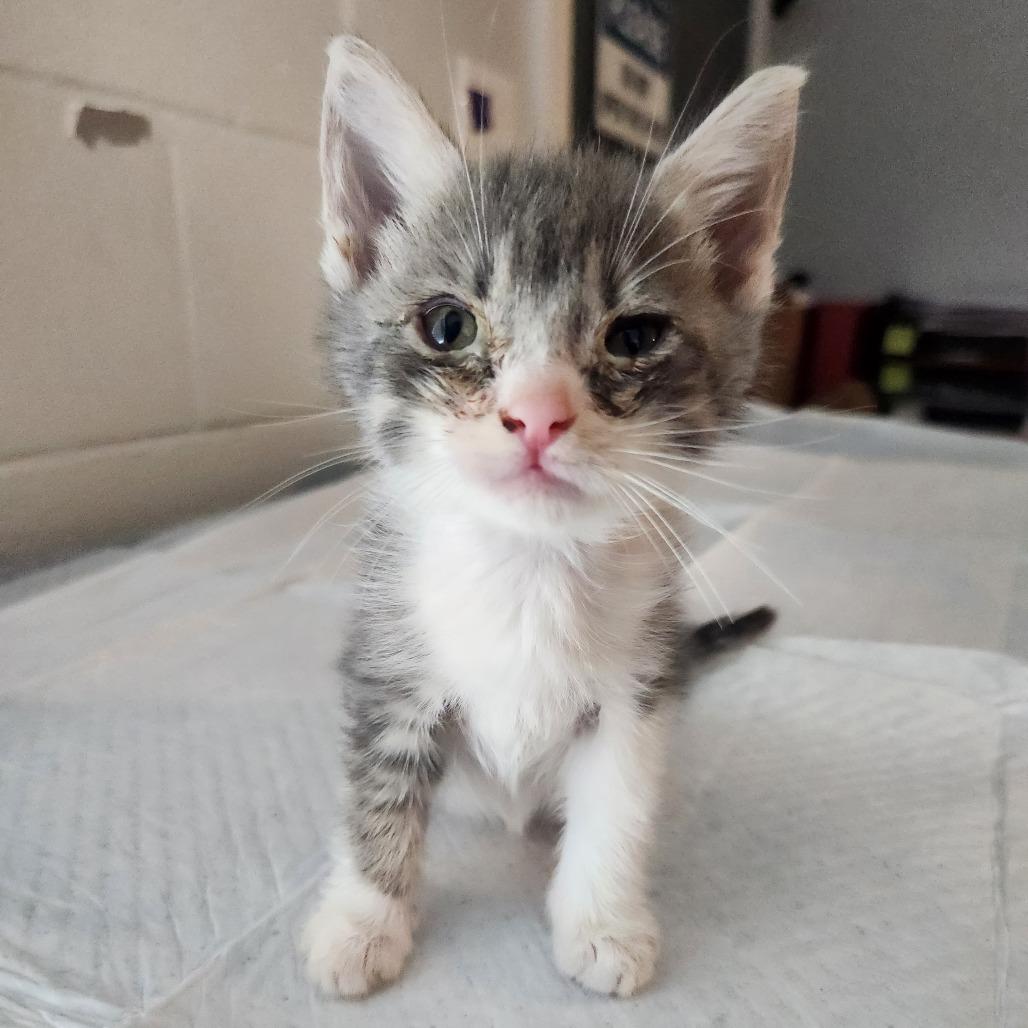 Enlarge Oliver, a Adoptable Domestic Short Hair in Talent, OR image 3/5